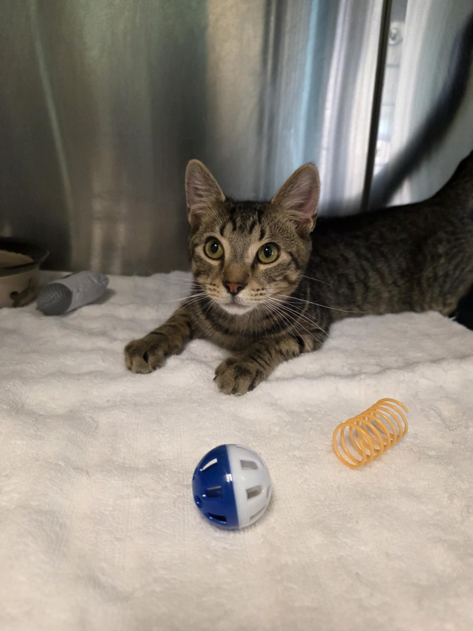 Axel, a Adoptable Domestic Short Hair in Umatilla, FL image 4/4