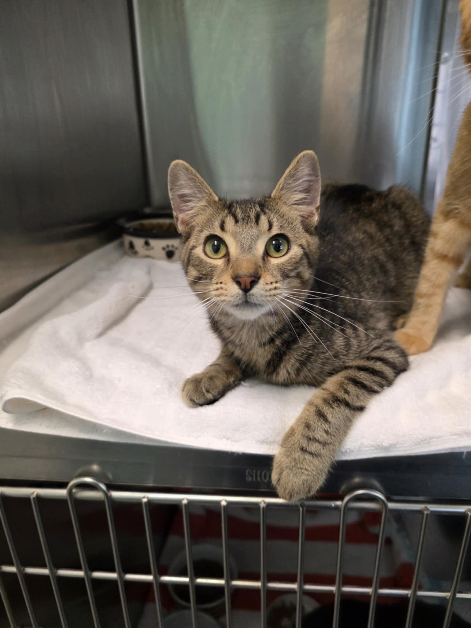 Axel, a Adoptable Domestic Short Hair in Umatilla, FL image 3/4