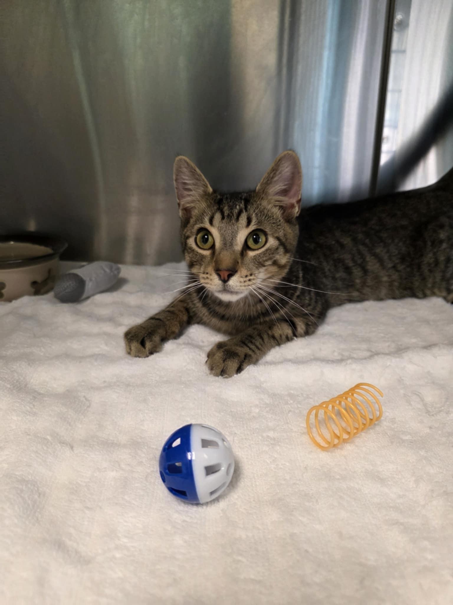 Axel, a Adoptable Domestic Short Hair in Umatilla, FL image 2/4