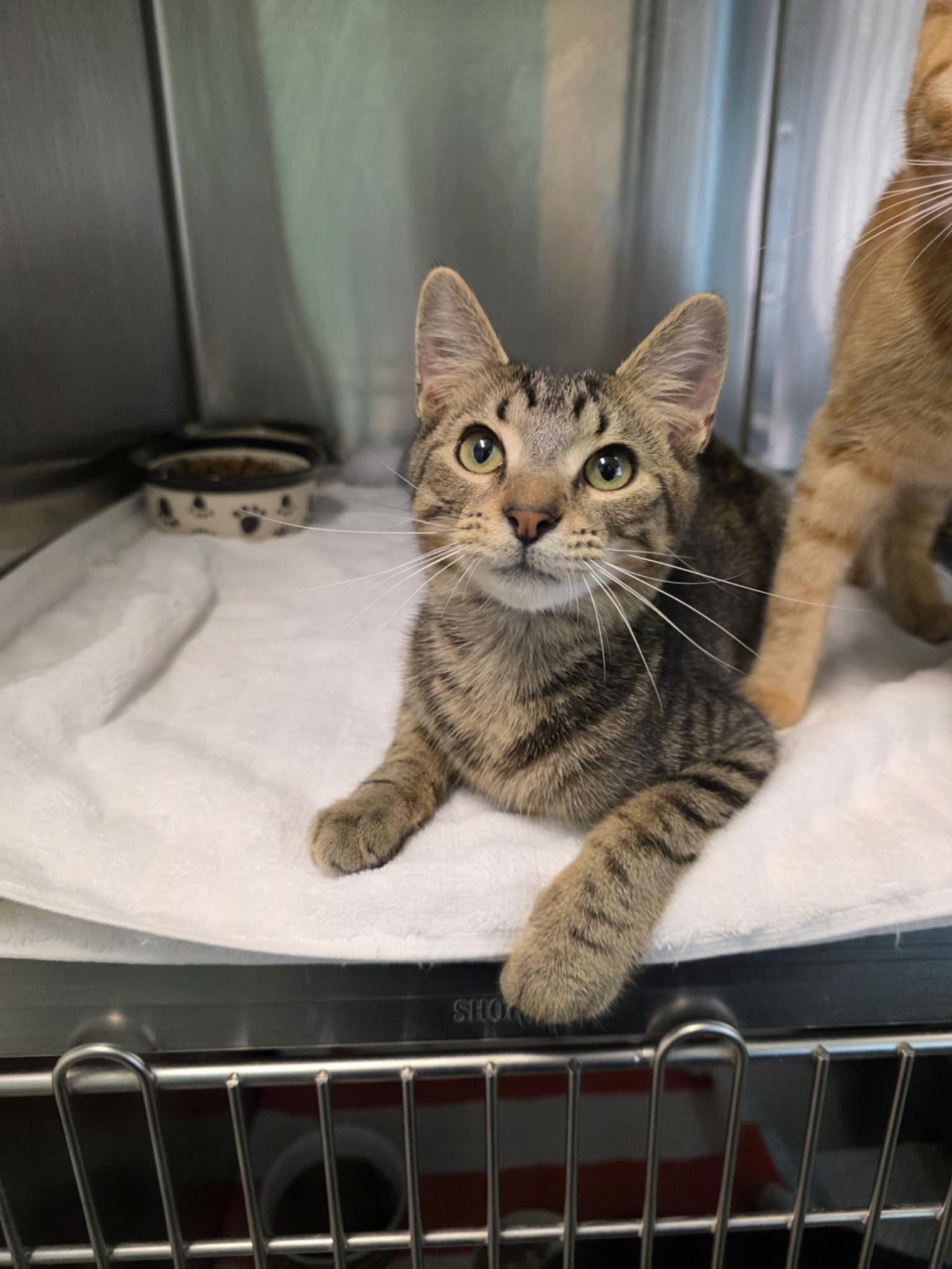 Axel, Adoptable, Young Male Domestic Short Hair.