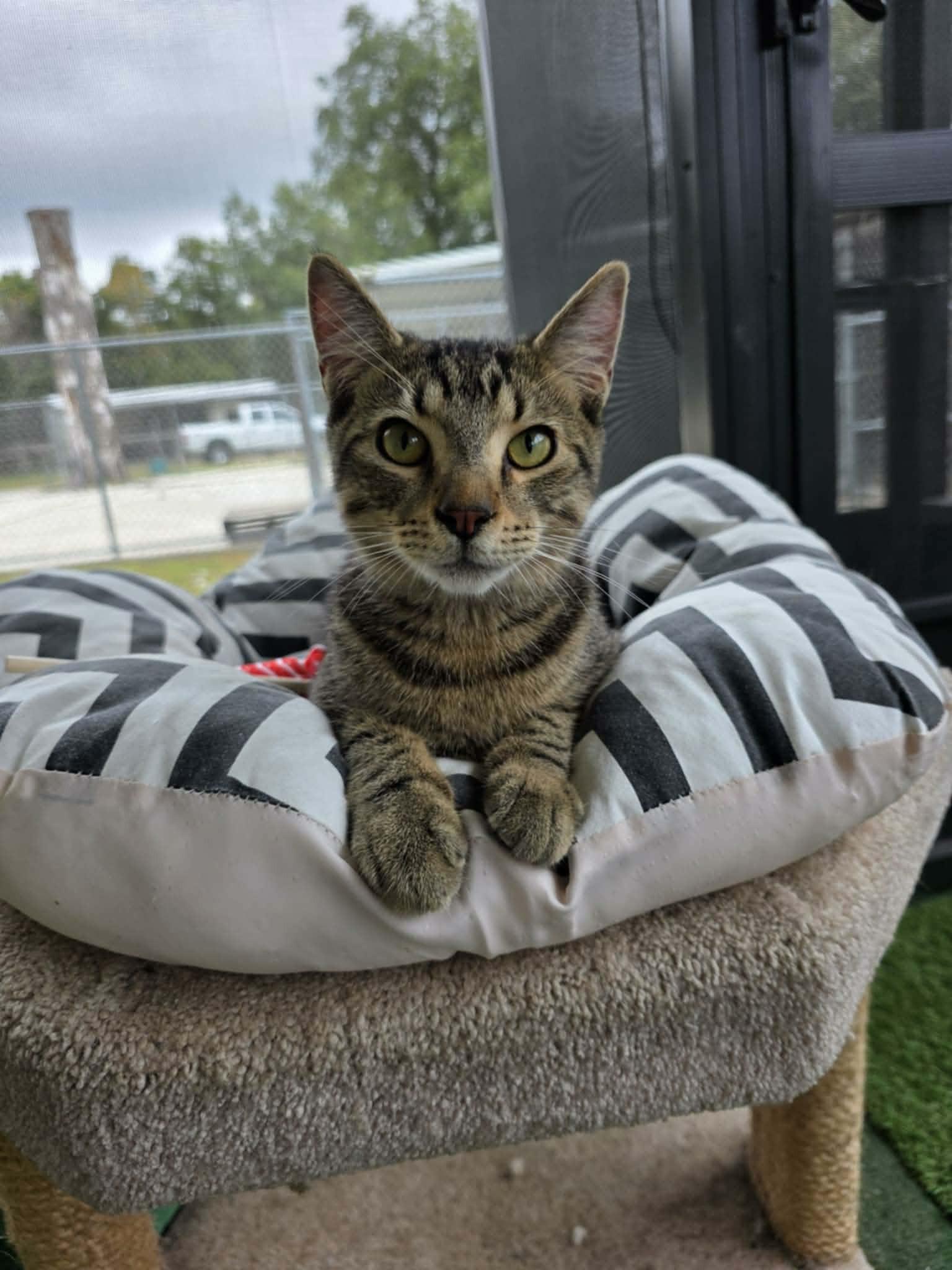 Axel, Adoptable, Kitten Male Domestic Short Hair.
