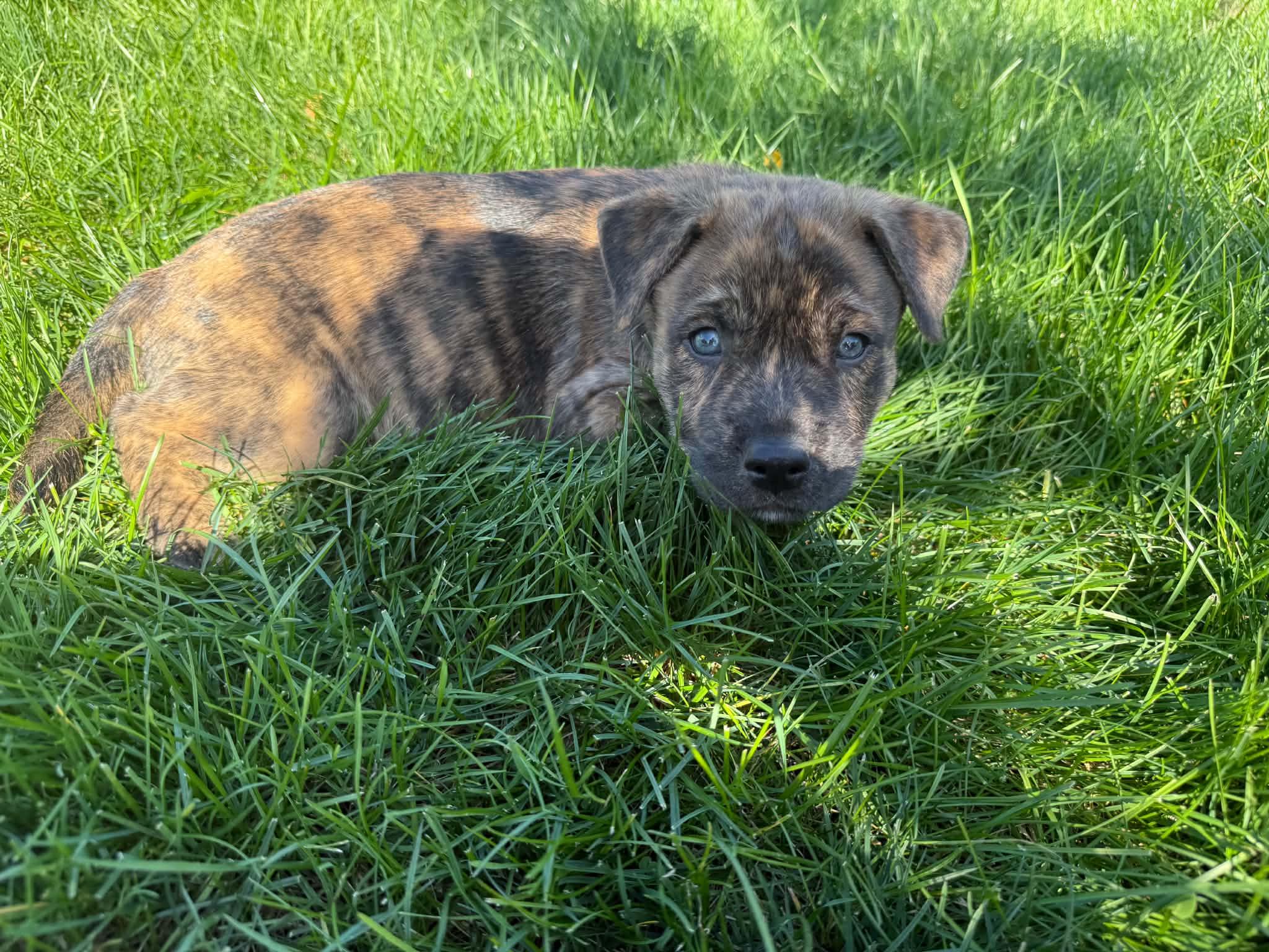 Enlarge Riff, a Adoptable mixed breed in South Elgin, IL image 2/5