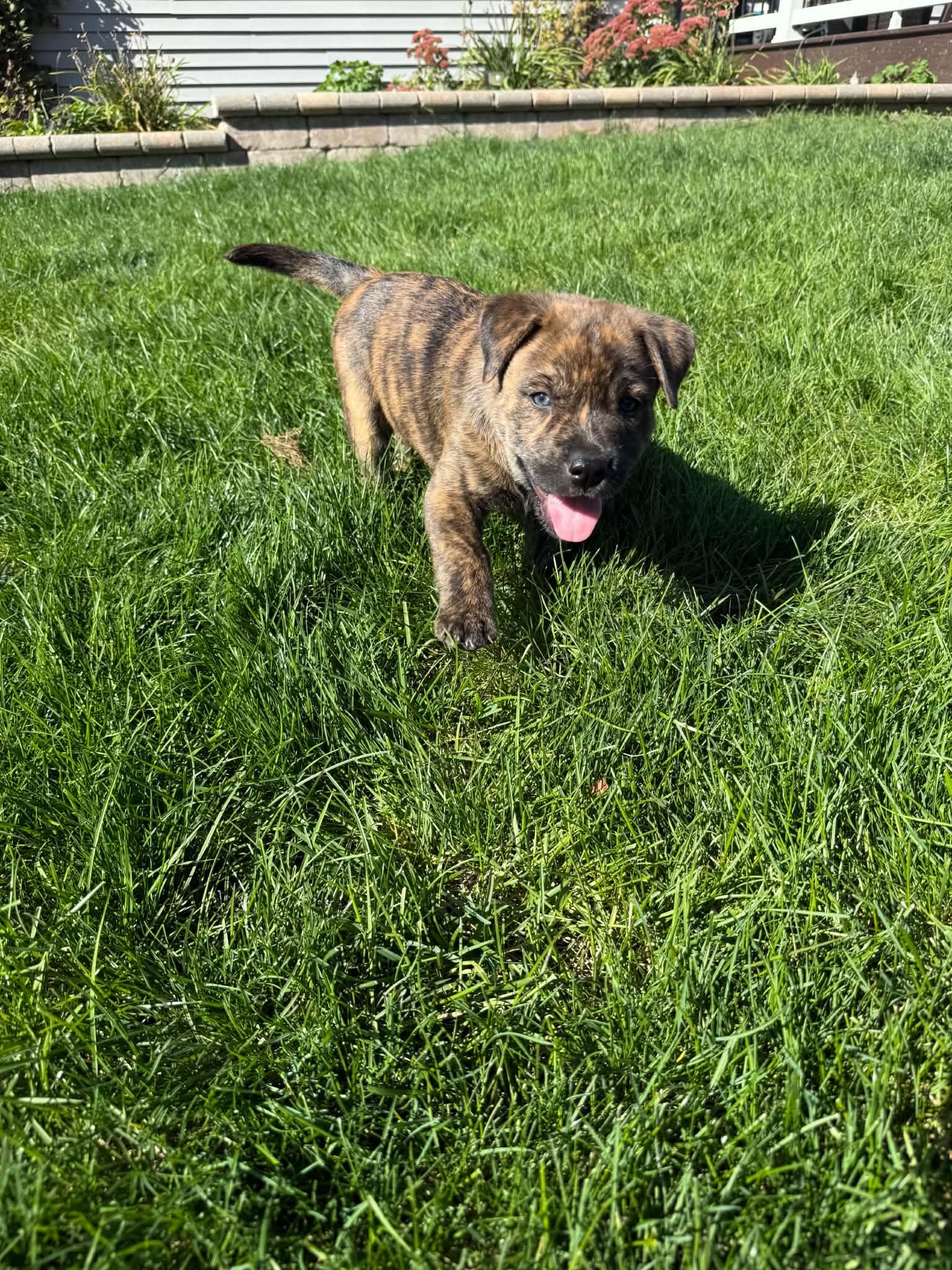 Enlarge Riff, a Adoptable mixed breed in South Elgin, IL image 4/5