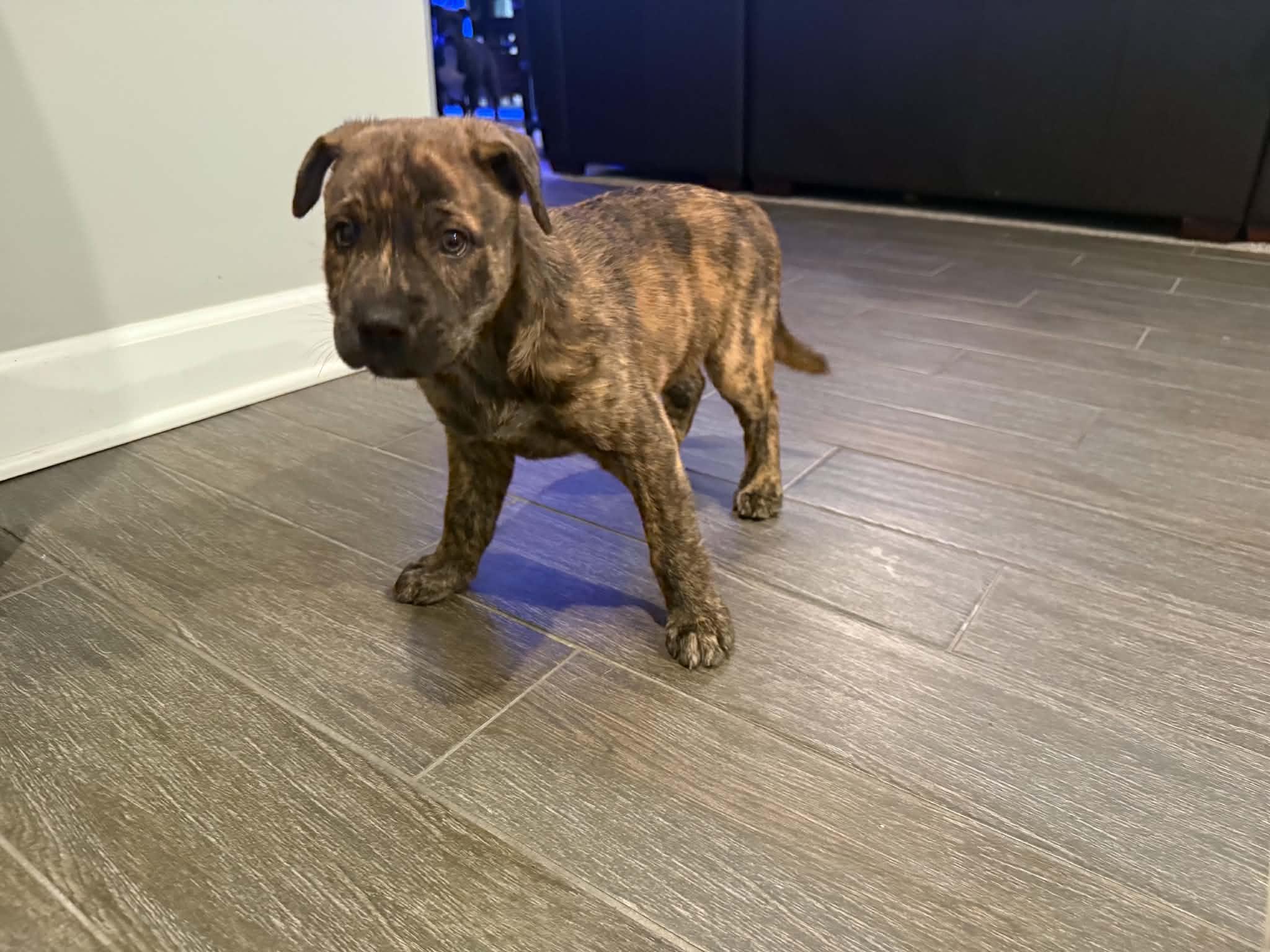 Enlarge Riff, a Adoptable mixed breed in South Elgin, IL image 5/5