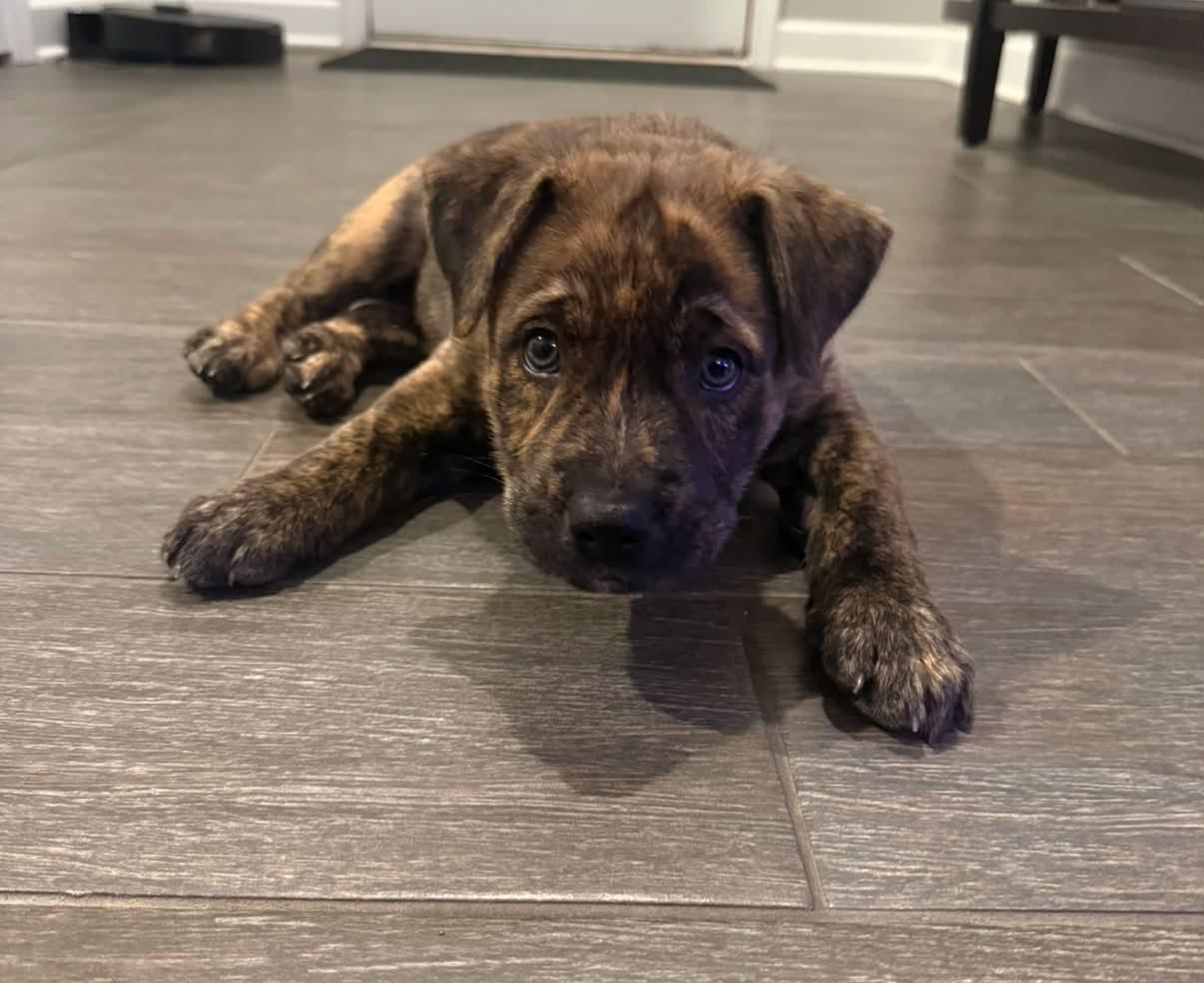 Enlarge Riff, a Adoptable mixed breed in South Elgin, IL image 1/5
