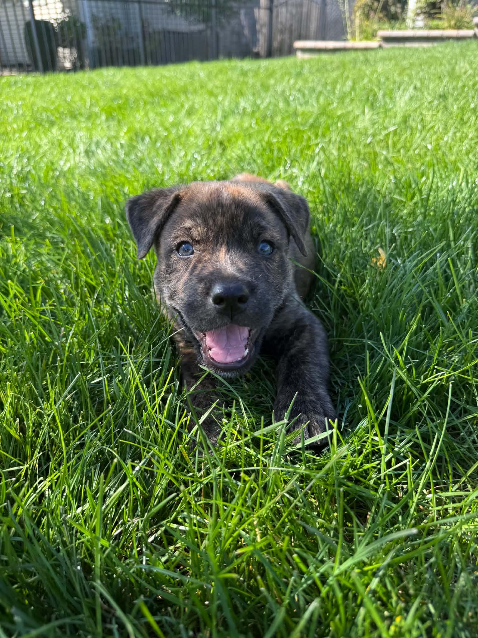 Enlarge Riff, a Adoptable mixed breed in South Elgin, IL image 3/5