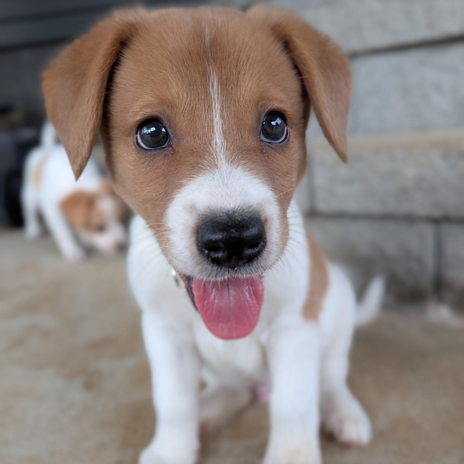 Toby, Adopted, Puppy Male Jack Russell Terrier.