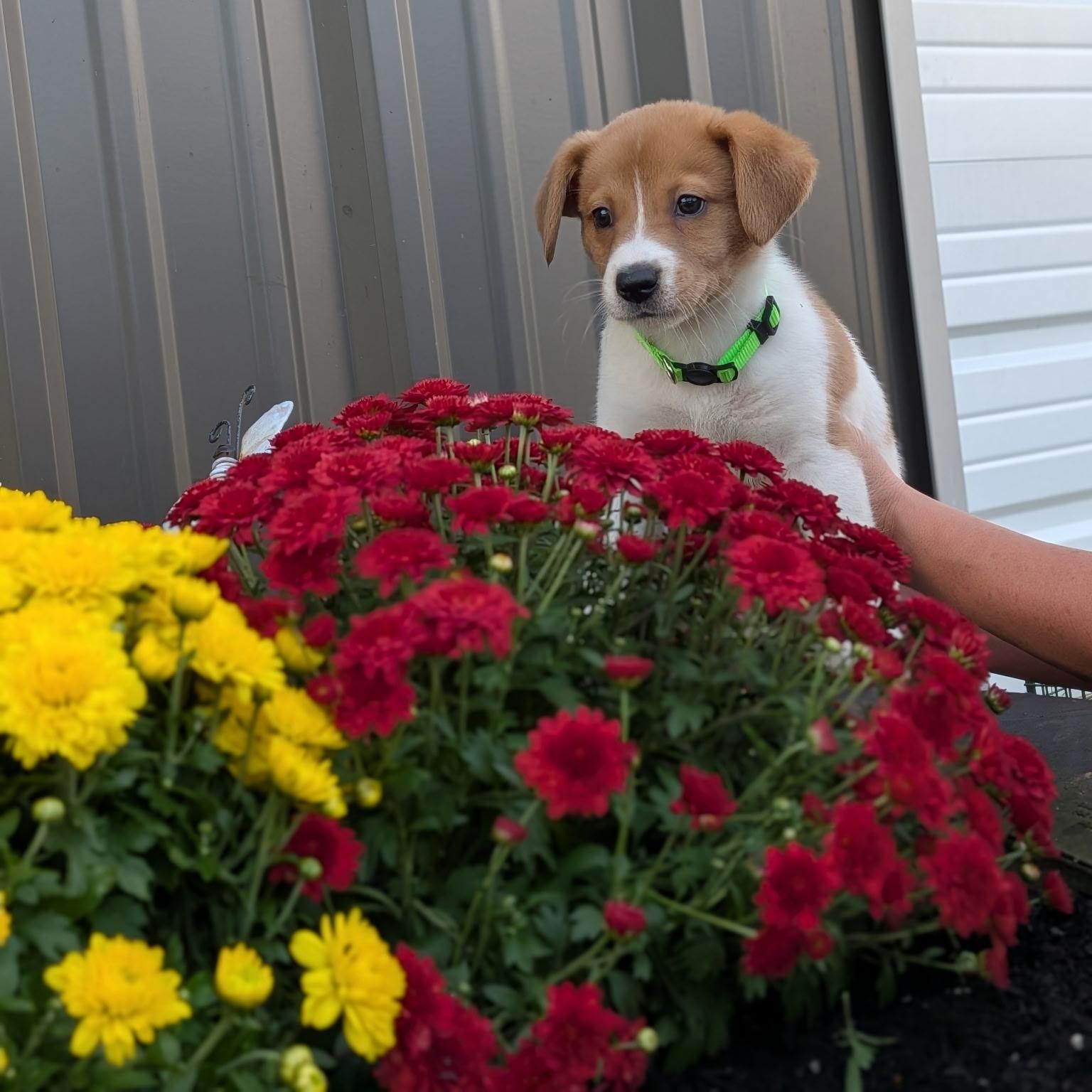 Enlarge Toby, a Adopted mixed breed in Spring hill, TN image 4/5