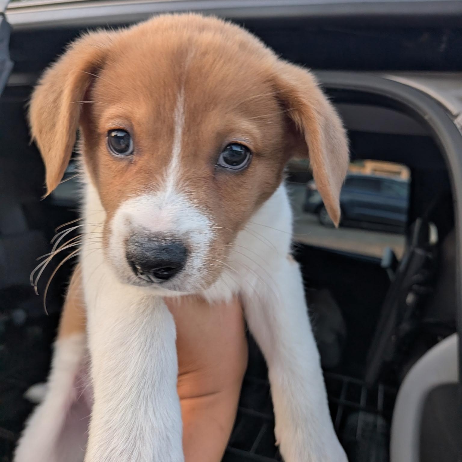Enlarge Toby, a Adopted mixed breed in Spring hill, TN image 5/5