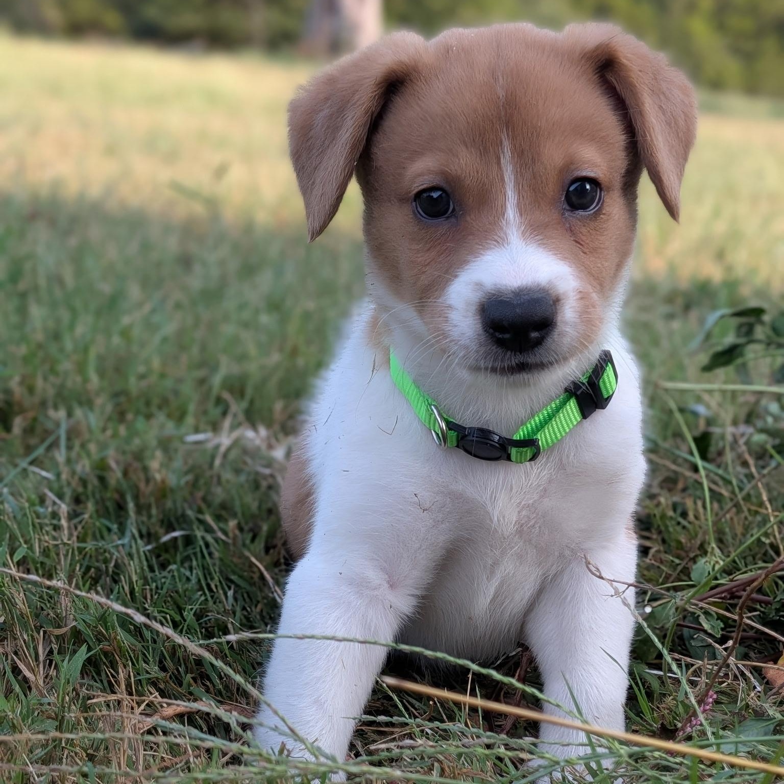 Enlarge Toby, a Adopted mixed breed in Spring hill, TN image 2/5