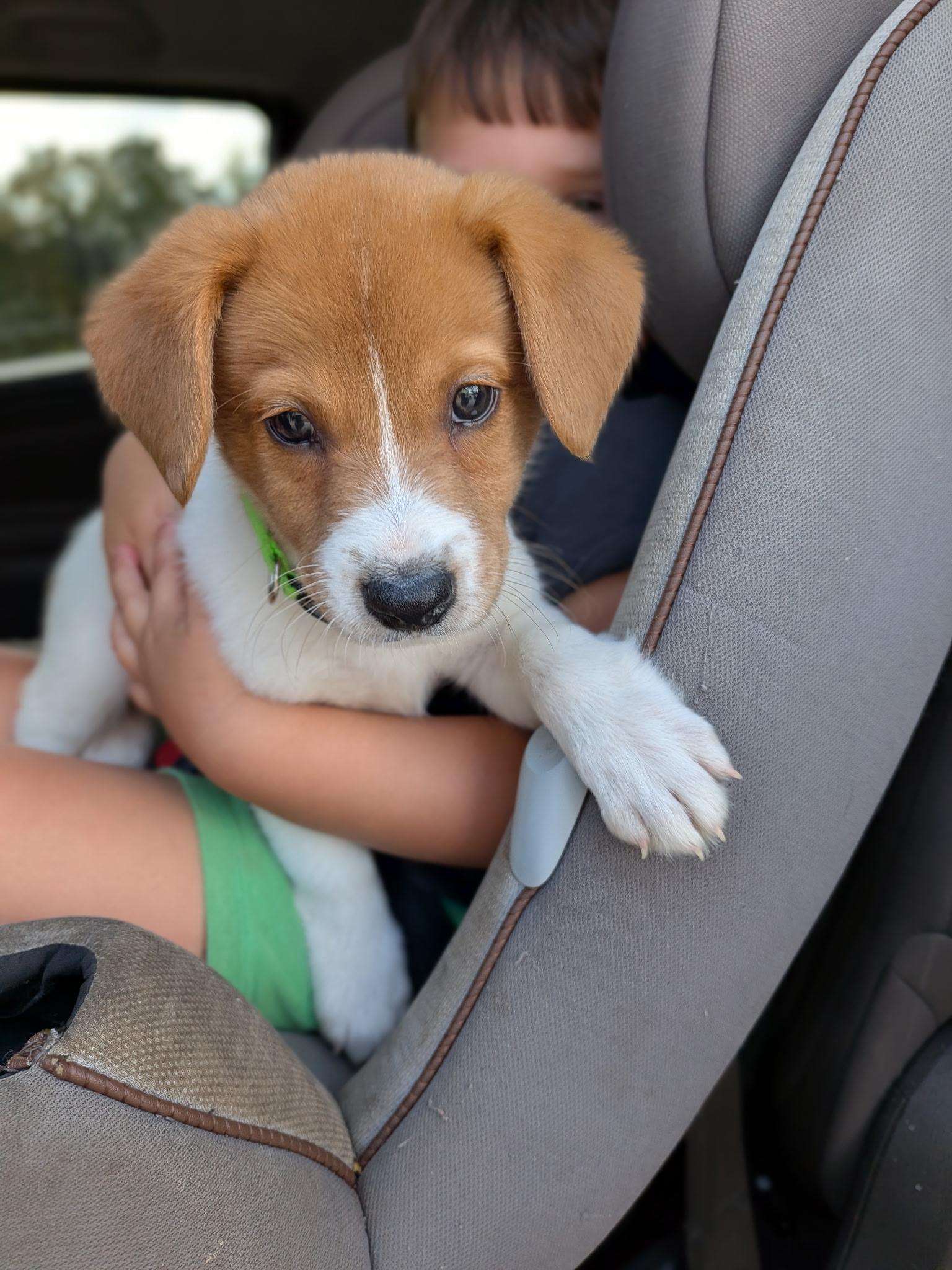 Enlarge Toby, a Adopted mixed breed in Spring hill, TN image 3/5