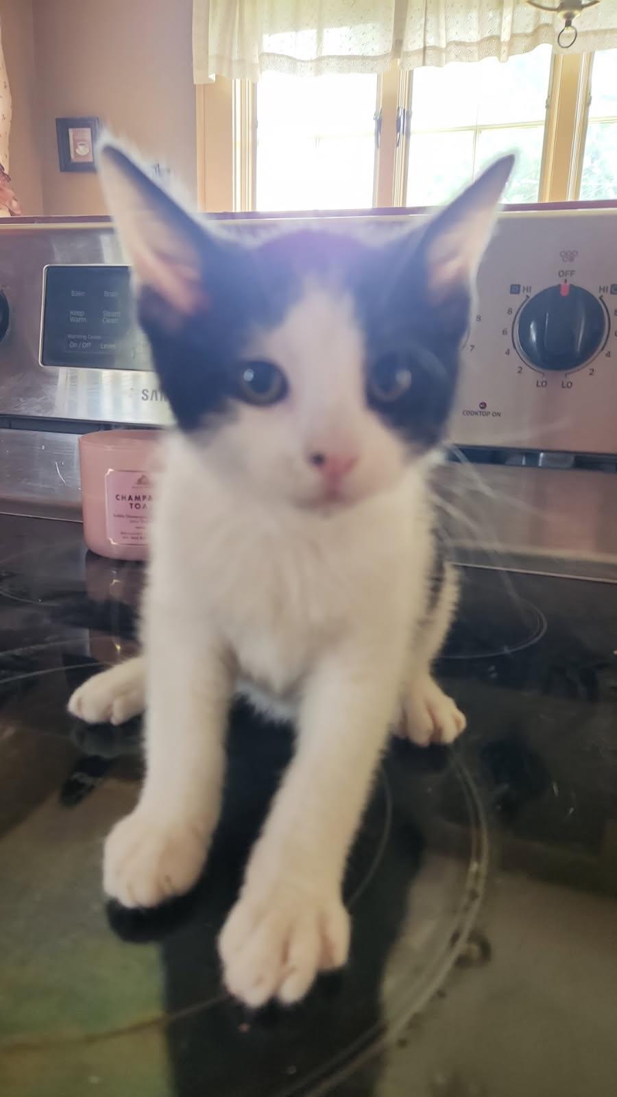 Enlarge Pippin, a Adoptable Domestic Short Hair in Kirklin, IN image 2/3