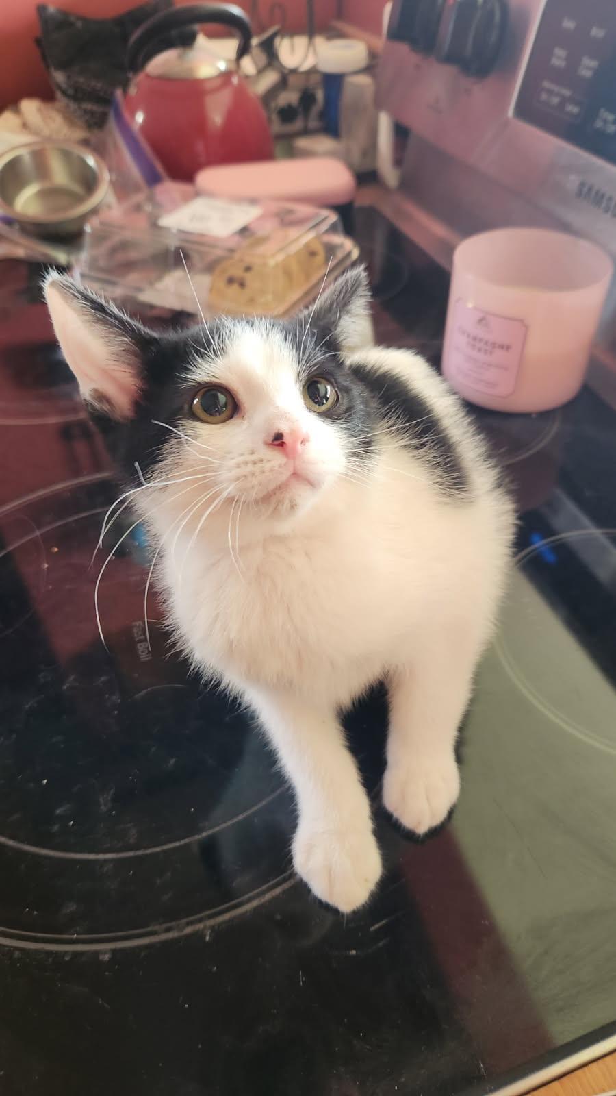 Enlarge Pippin, a Adoptable Domestic Short Hair in Kirklin, IN image 3/3