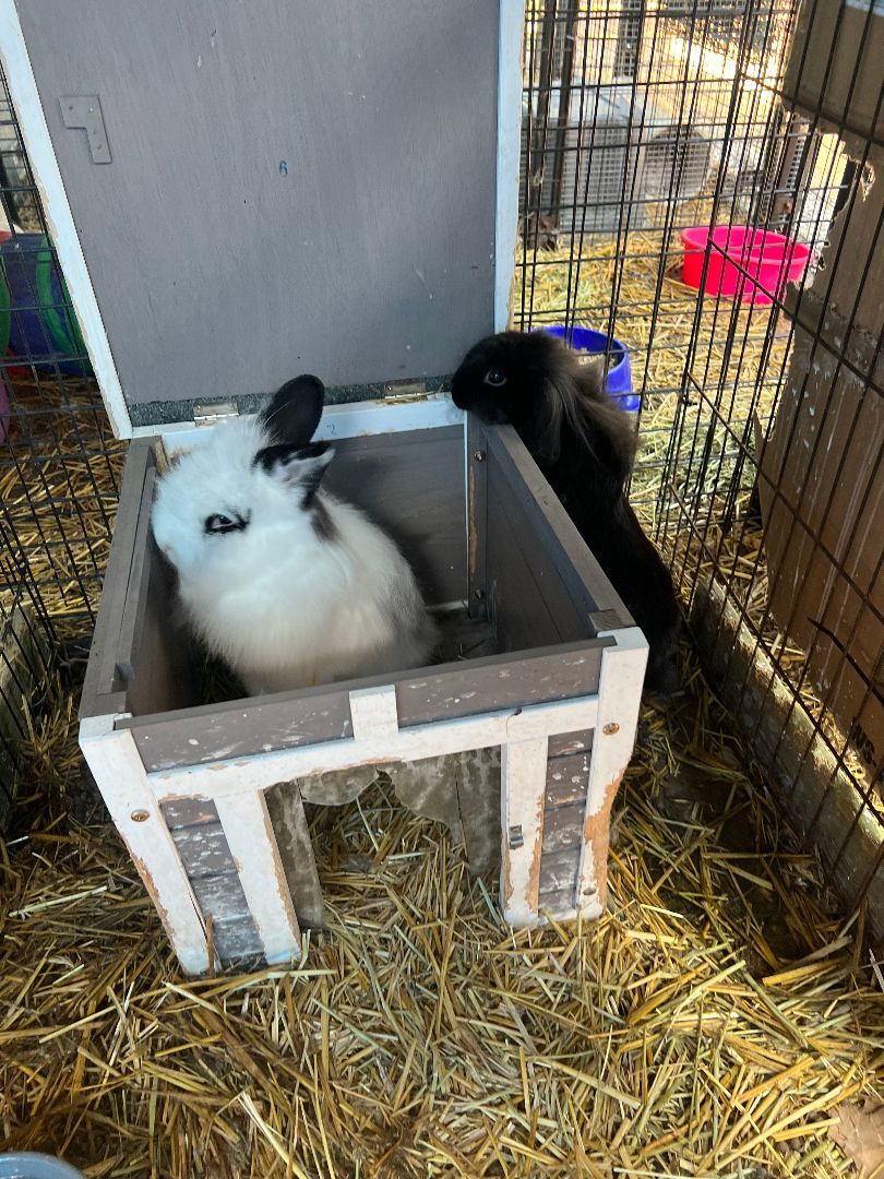 Enlarge Jeff Beck & Nova, a Adoptable Angora Rabbit in Bishopville, SC image 2/6