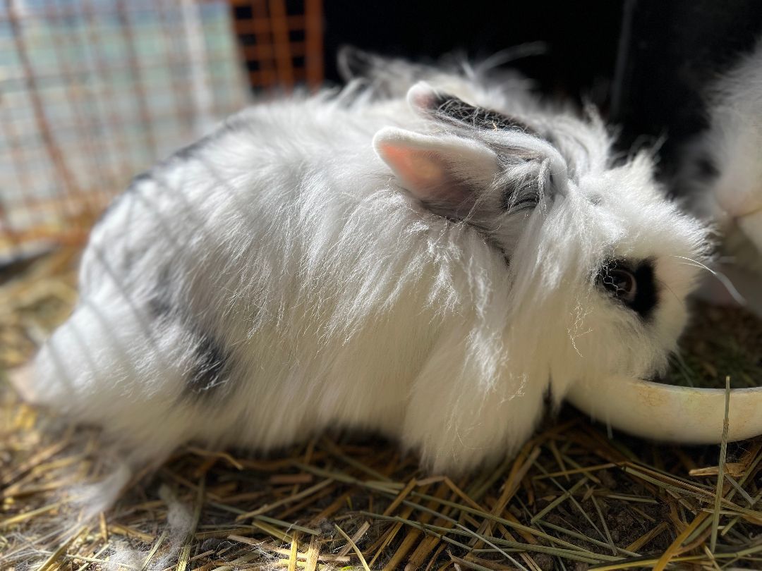 Enlarge Jeff Beck & Nova, a Adoptable Angora Rabbit in Bishopville, SC image 4/6