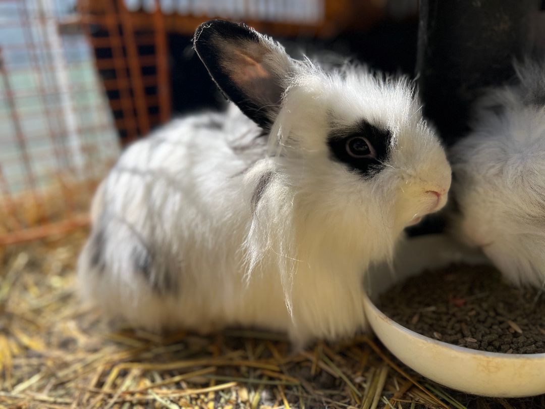 Jeff Beck & Nova, Adoptable, Young Male Angora Rabbit.