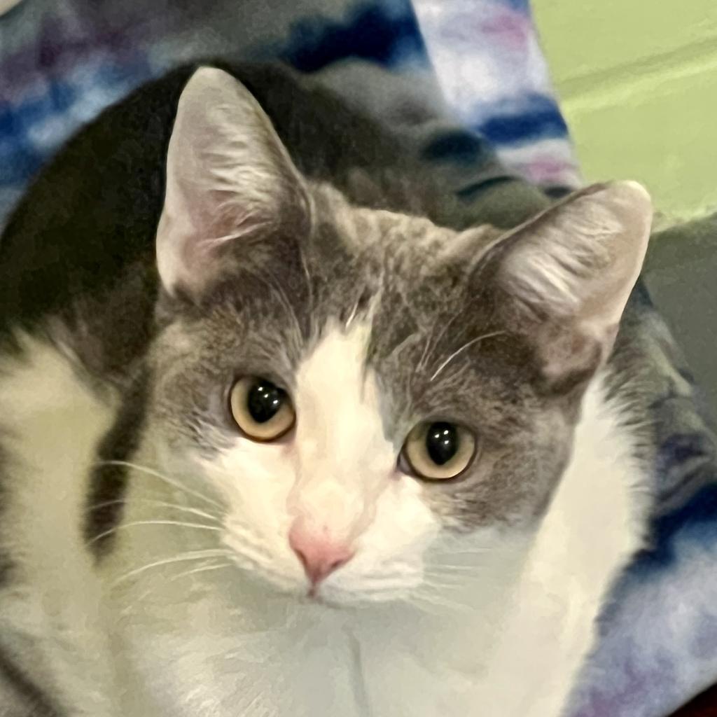 Blossom, a Adoptable mixed breed in South Bend, IN image 3/6