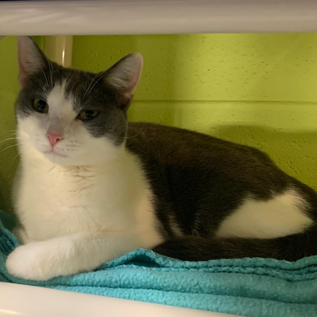 Enlarge Blossom, a Adoptable mixed breed in South Bend, IN image 2/4