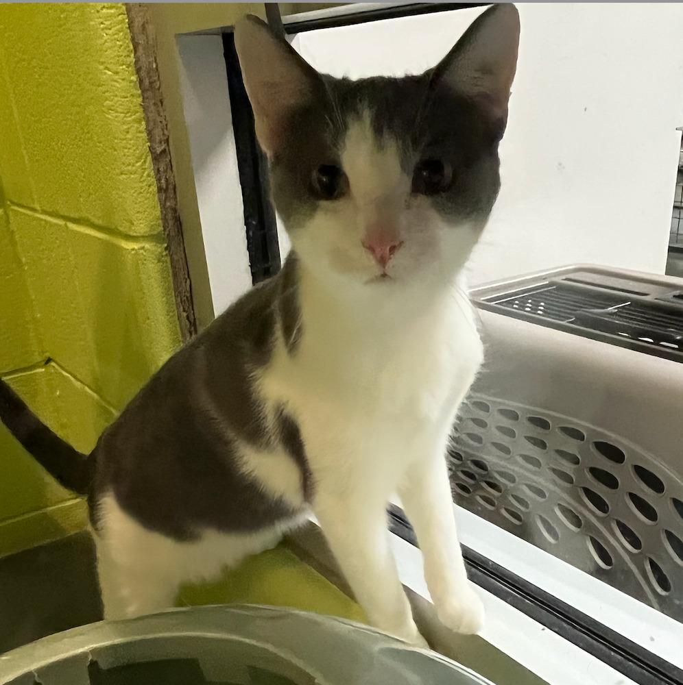 Enlarge Blossom, a Adoptable mixed breed in South Bend, IN image 3/4