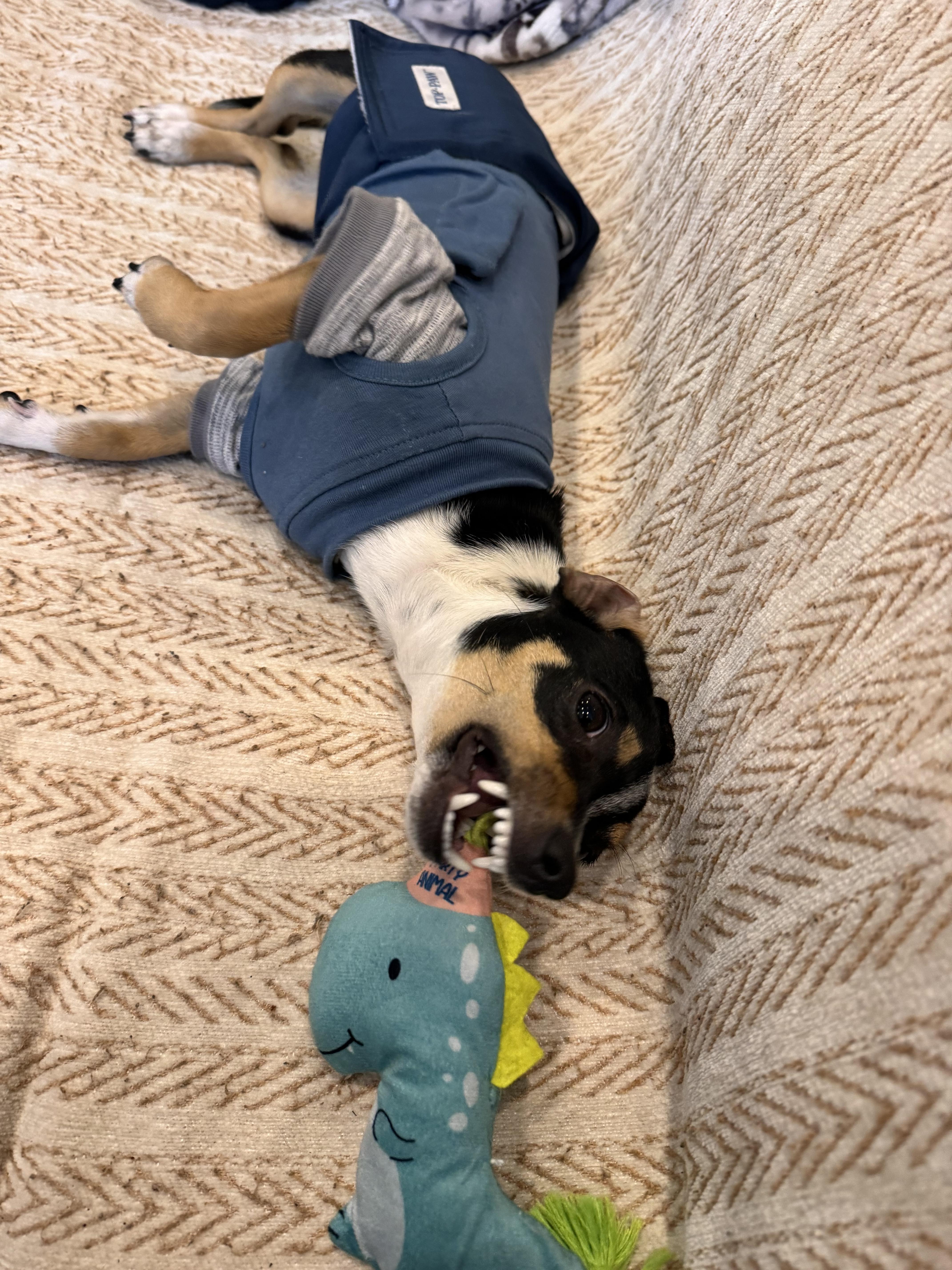 Enlarge Blanche , a ADOPTABLE mixed breed in Washington, DC image 5/6