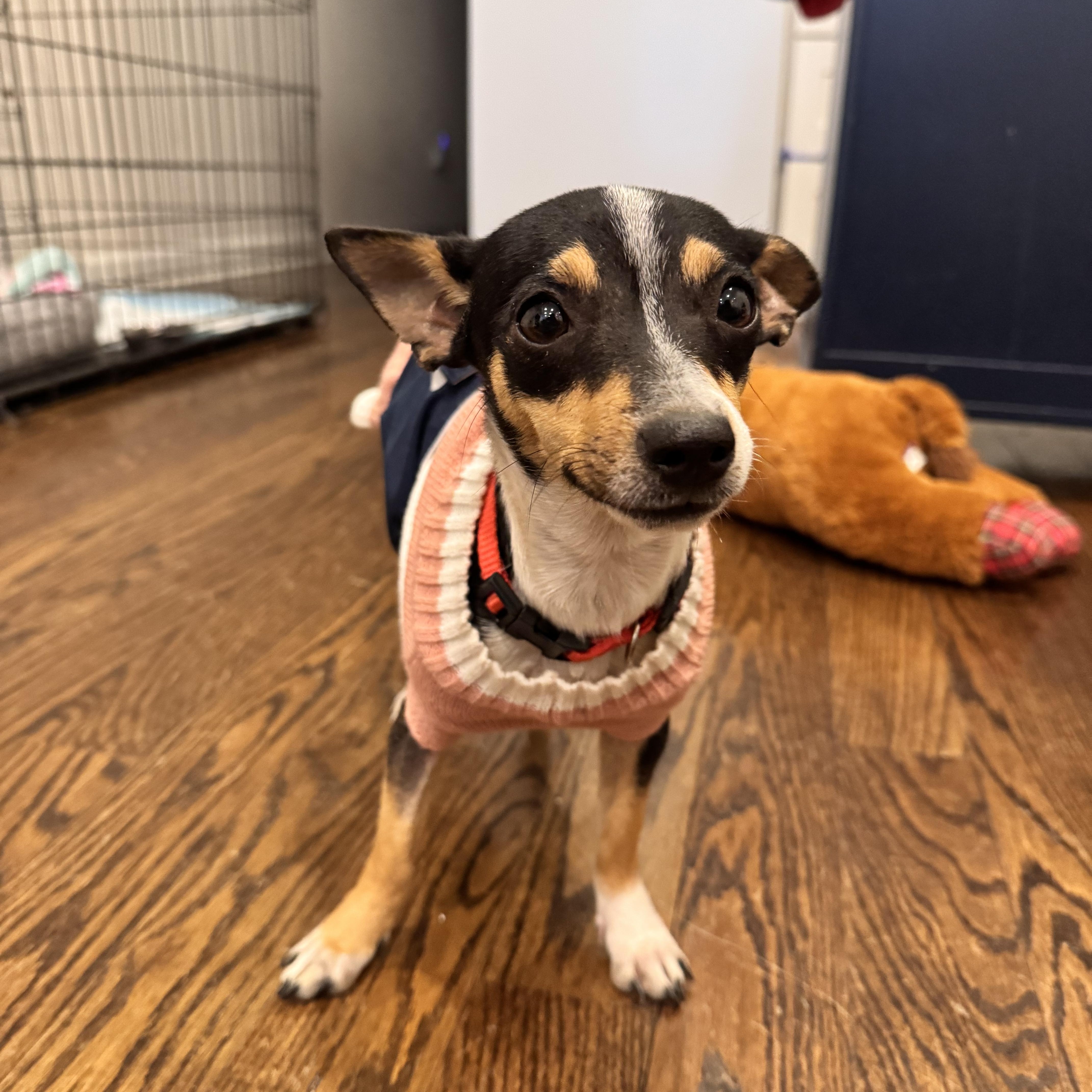 Enlarge Blanche , a ADOPTABLE mixed breed in Washington, DC image 3/6