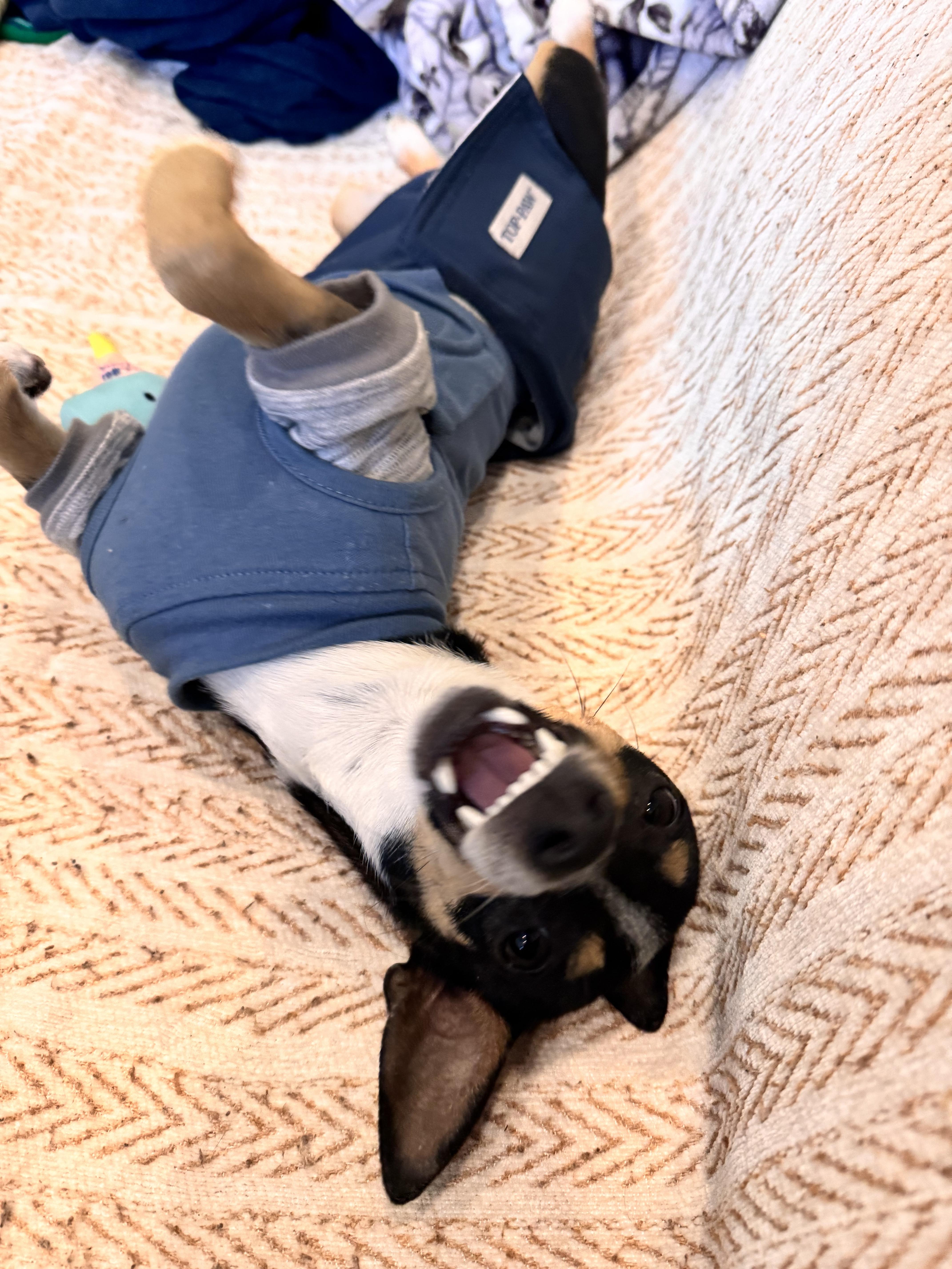 Enlarge Blanche , a ADOPTABLE mixed breed in Washington, DC image 4/6