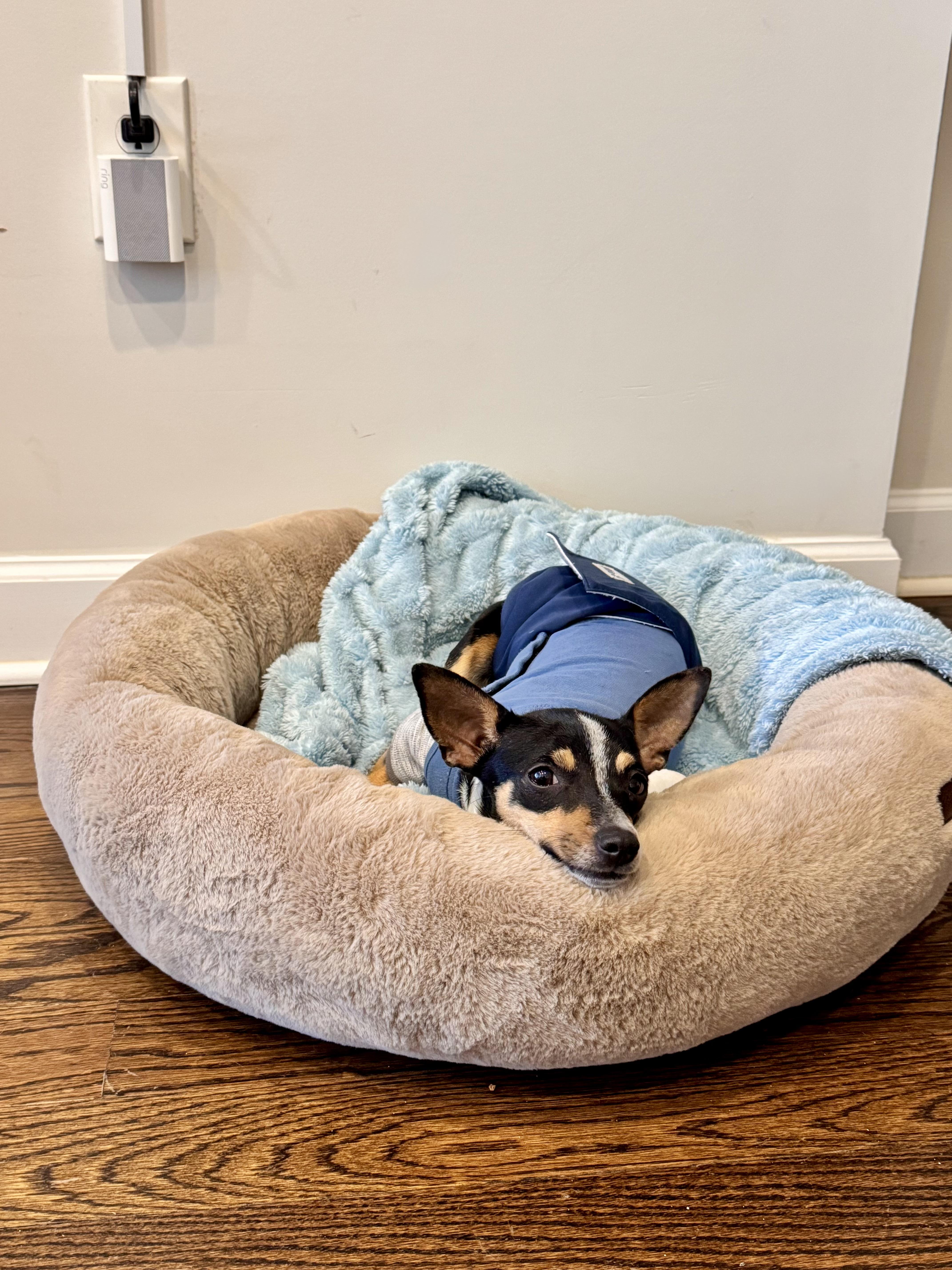 Blanche , ADOPTABLE, Young Female Dachshund & Chihuahua.