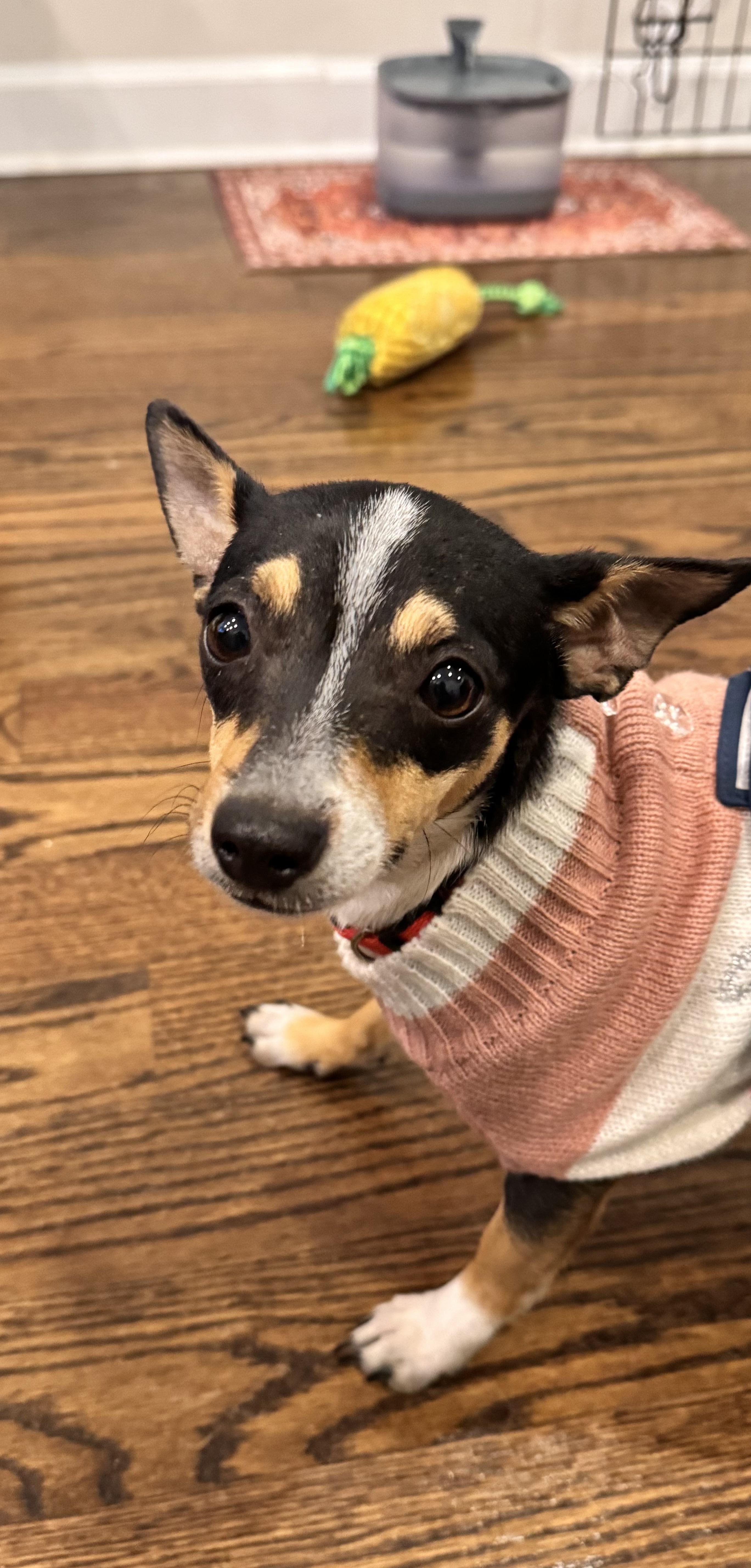 Enlarge Blanche , a ADOPTABLE mixed breed in Washington, DC image 2/6