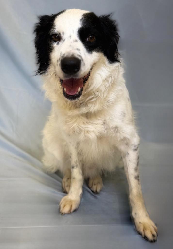 Clint, ADOPTABLE, Adult Male Border Collie.