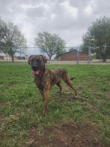 Enlarge Squid, a Adoptable mixed breed in Scottsbluff, NE image 1/3