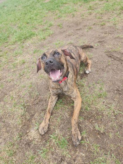 Enlarge Squid, a Adoptable mixed breed in Scottsbluff, NE image 2/3