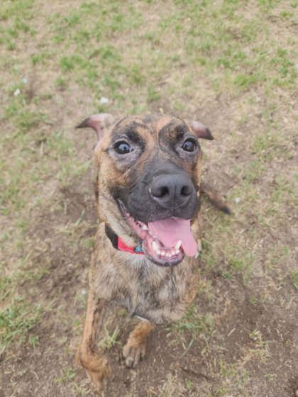 Enlarge Squid, a Adoptable mixed breed in Scottsbluff, NE image 3/3