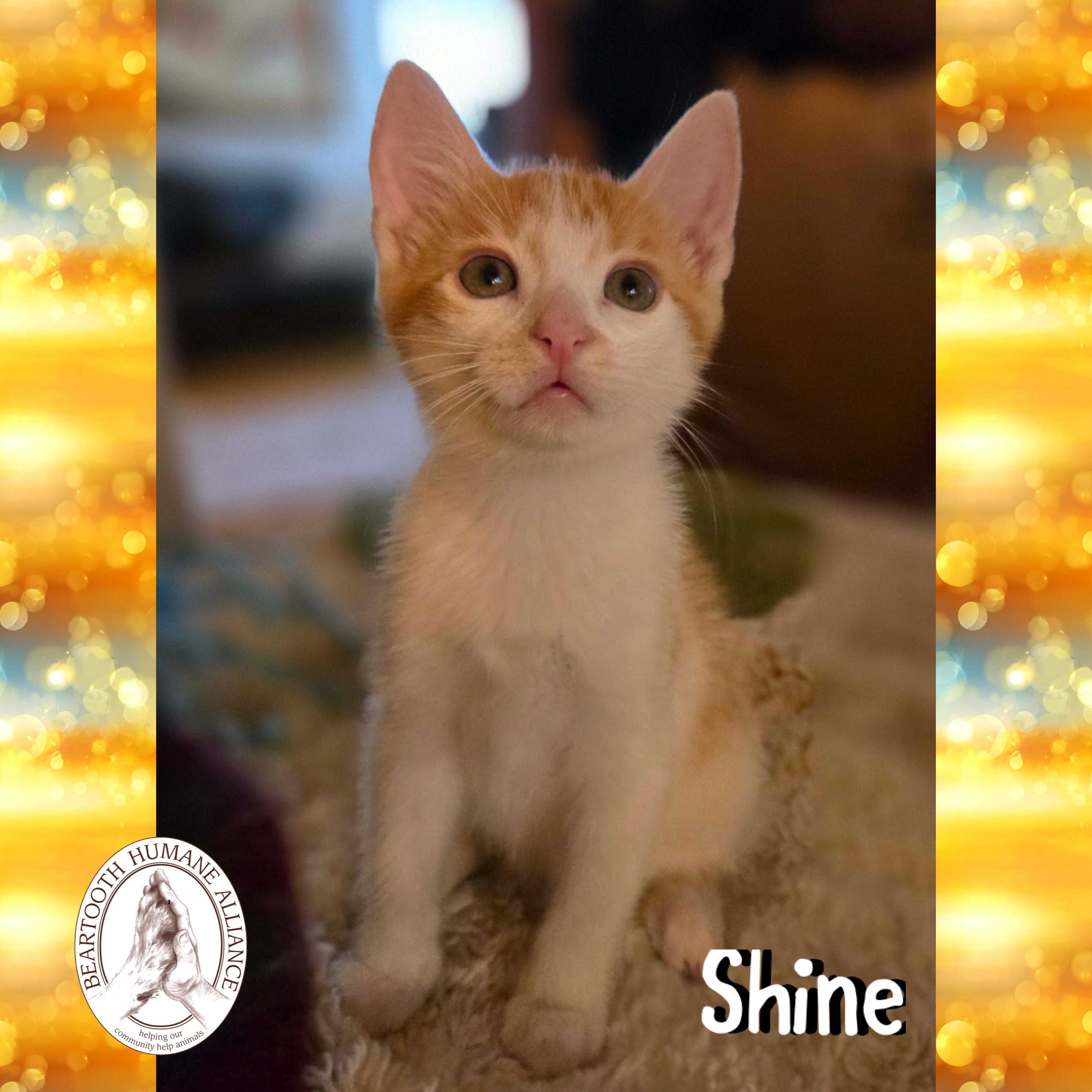 Shine, an adoptable Domestic Short Hair in Red Lodge, MT, 59068 | Photo Image 2