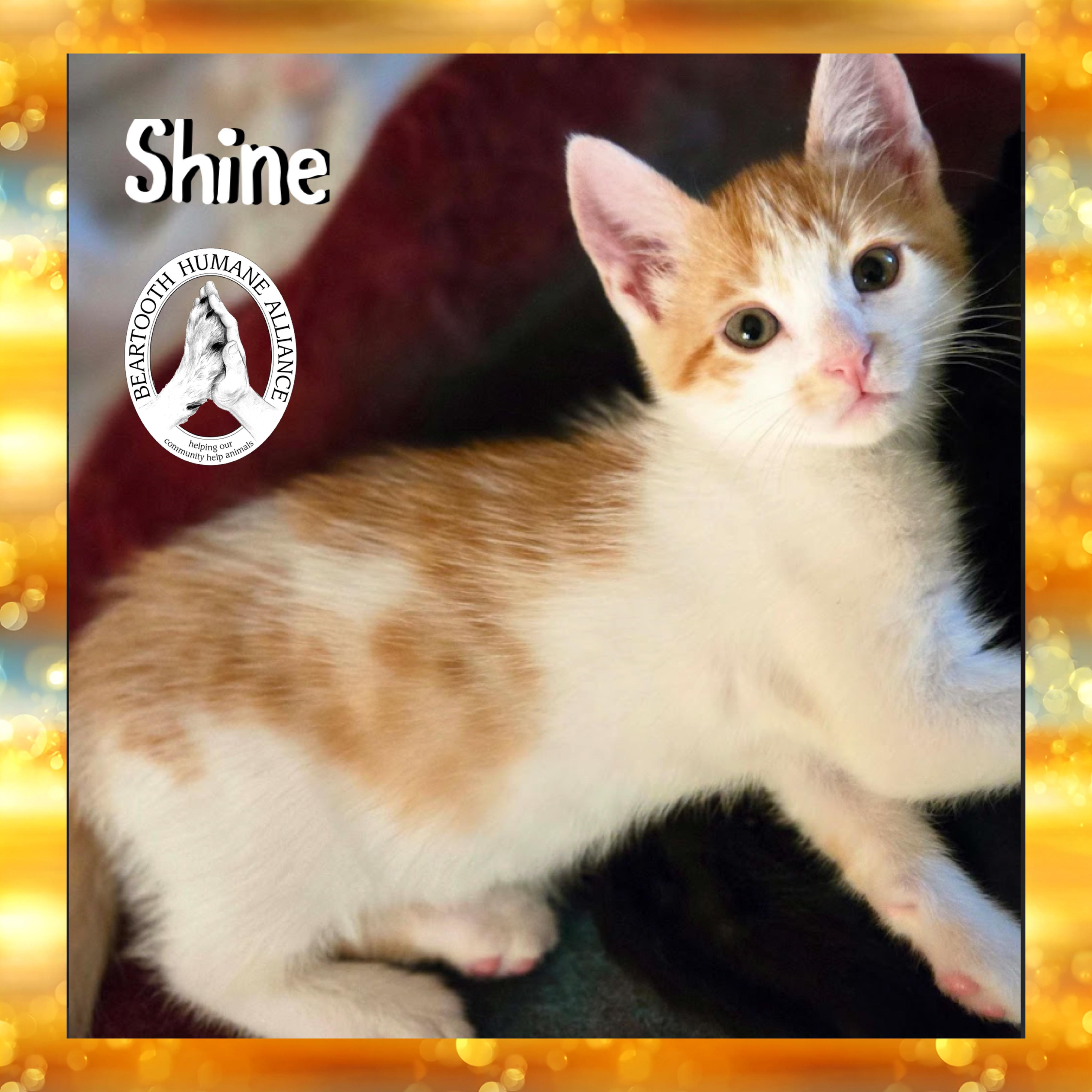 Shine, Baby Male unknown
