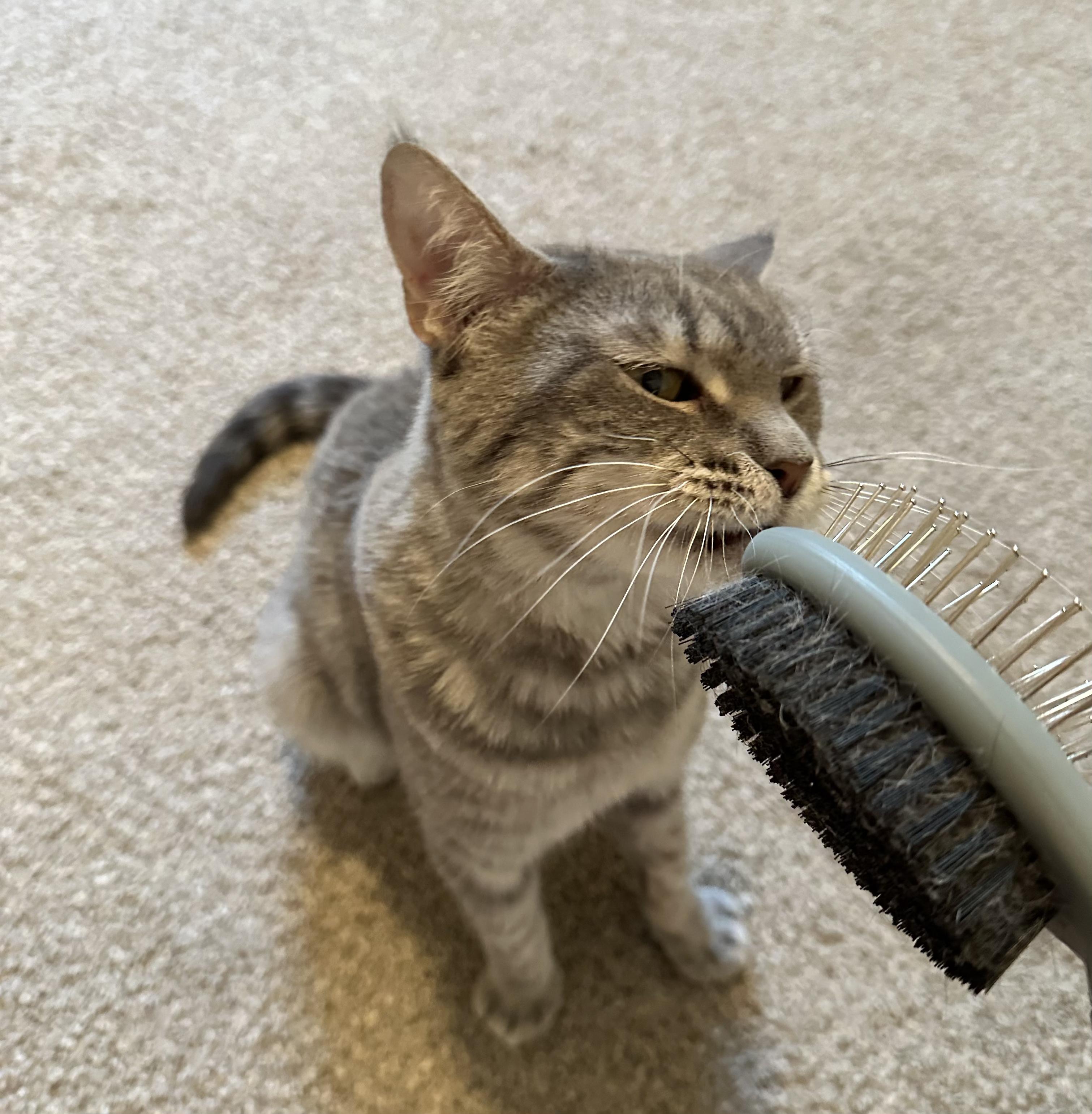 Luna, a Adoptable Domestic Short Hair in Mount Pleasant, SC image 1/3