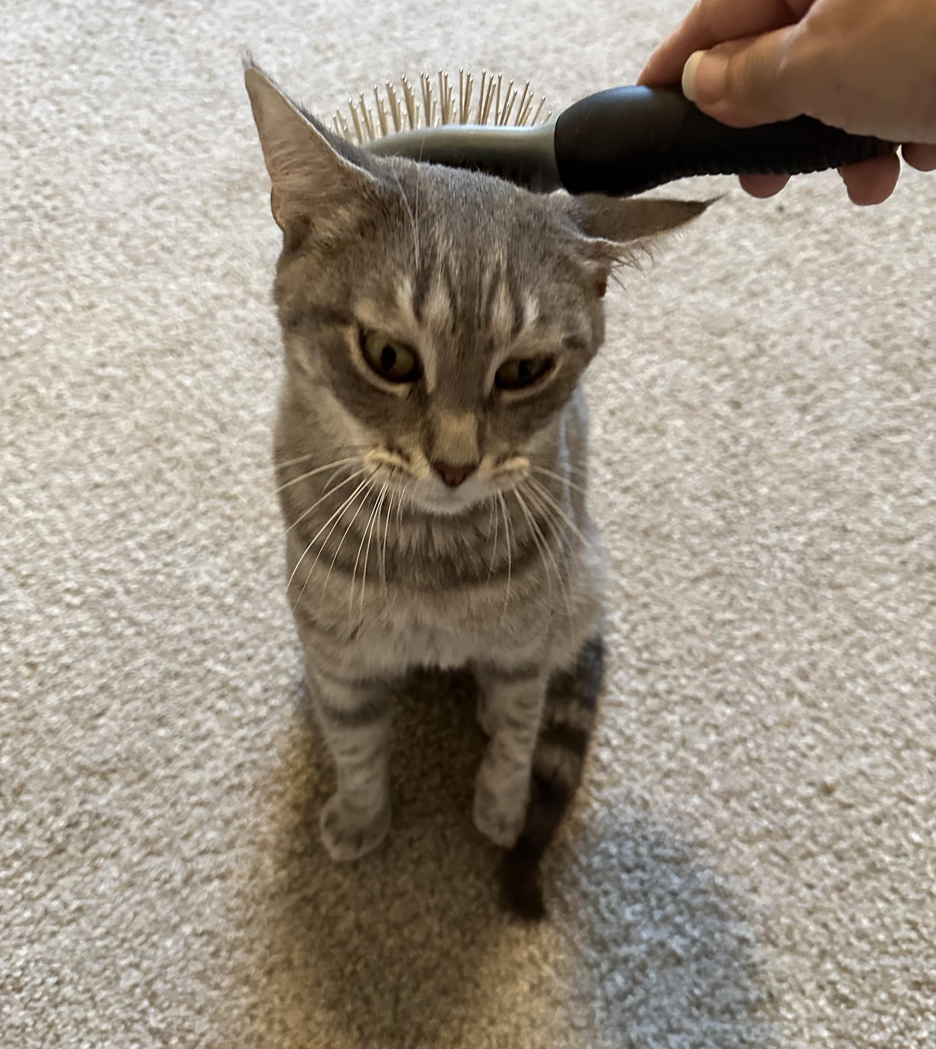 Luna, a Adoptable Domestic Short Hair in Mount Pleasant, SC image 3/3