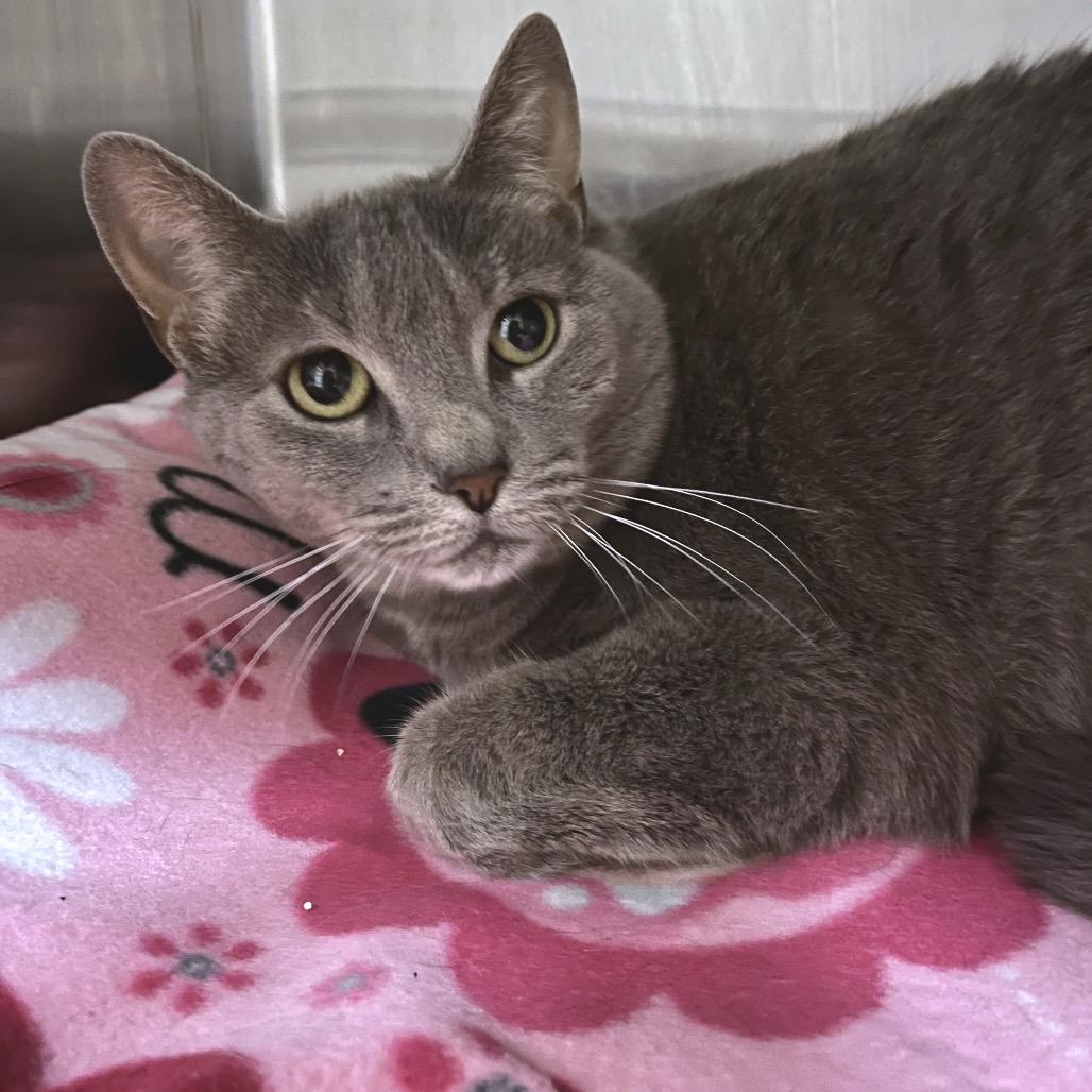 Enlarge Ally, a Adoptable Domestic Short Hair in York, PA image 2/5