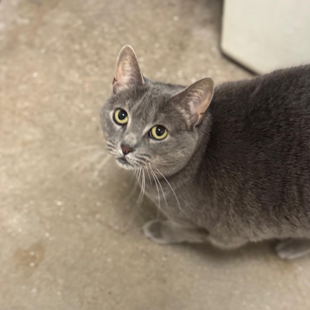 Enlarge Ally, a Adoptable Domestic Short Hair in York, PA image 3/5