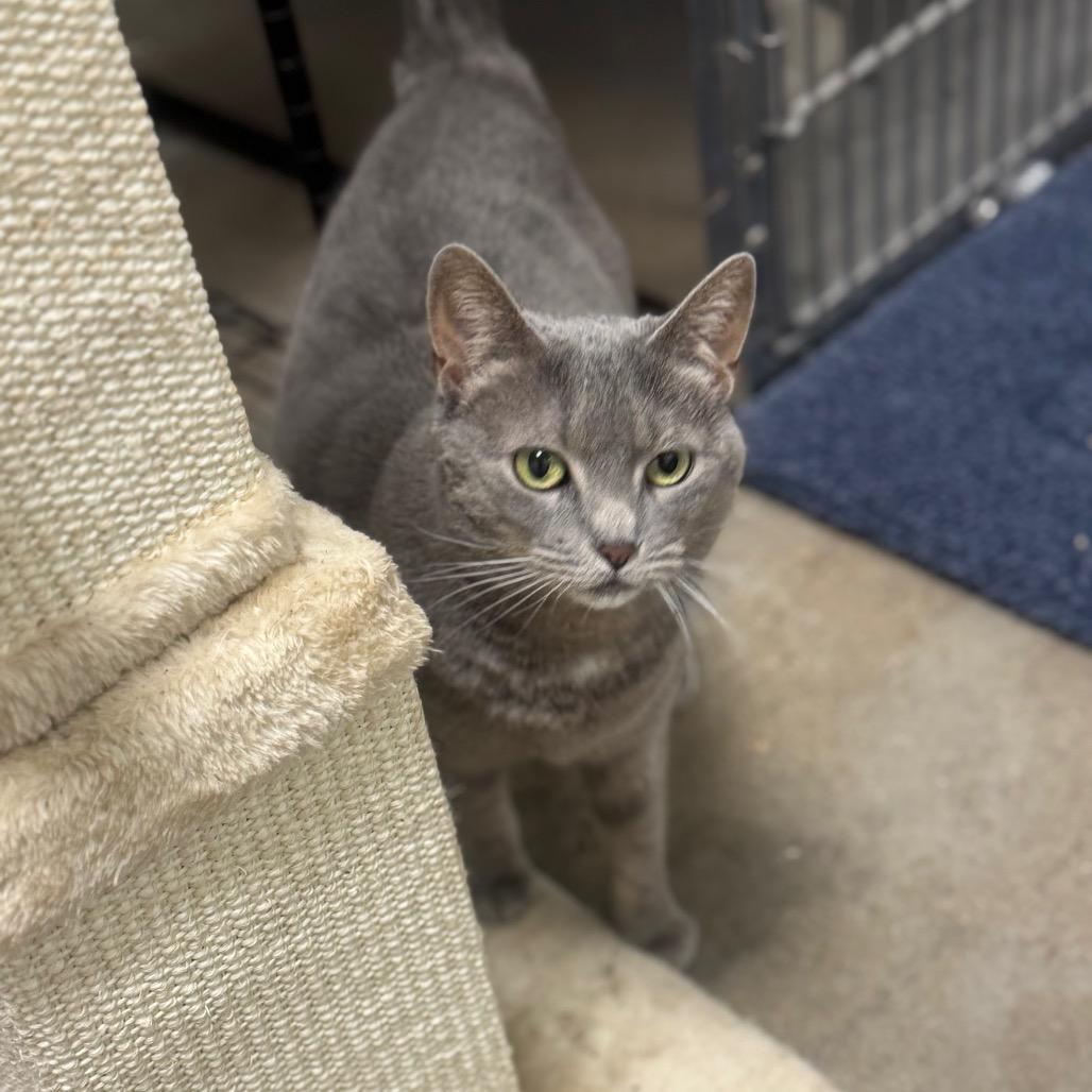 Enlarge Ally, a Adoptable Domestic Short Hair in York, PA image 4/5