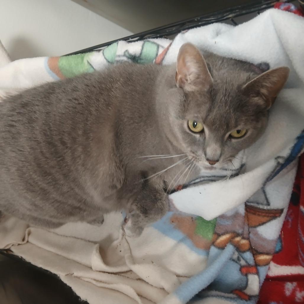 Enlarge Ally, a Adoptable Domestic Short Hair in York, PA image 5/5