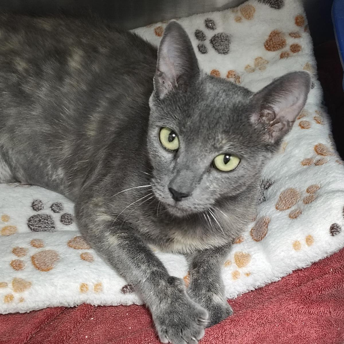 Carport, Adoptable, Young Female Domestic Short Hair.