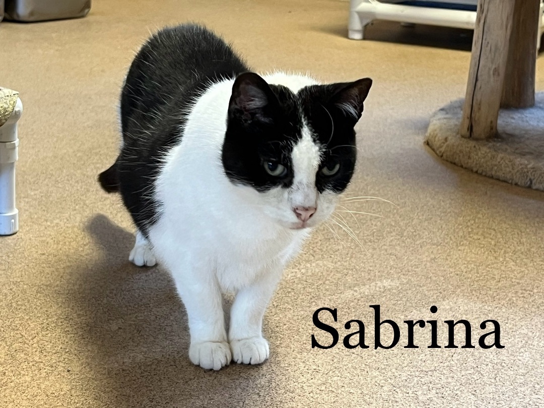 Sabrina, a Adoptable Domestic Short Hair in Springfield, OH image 1/3