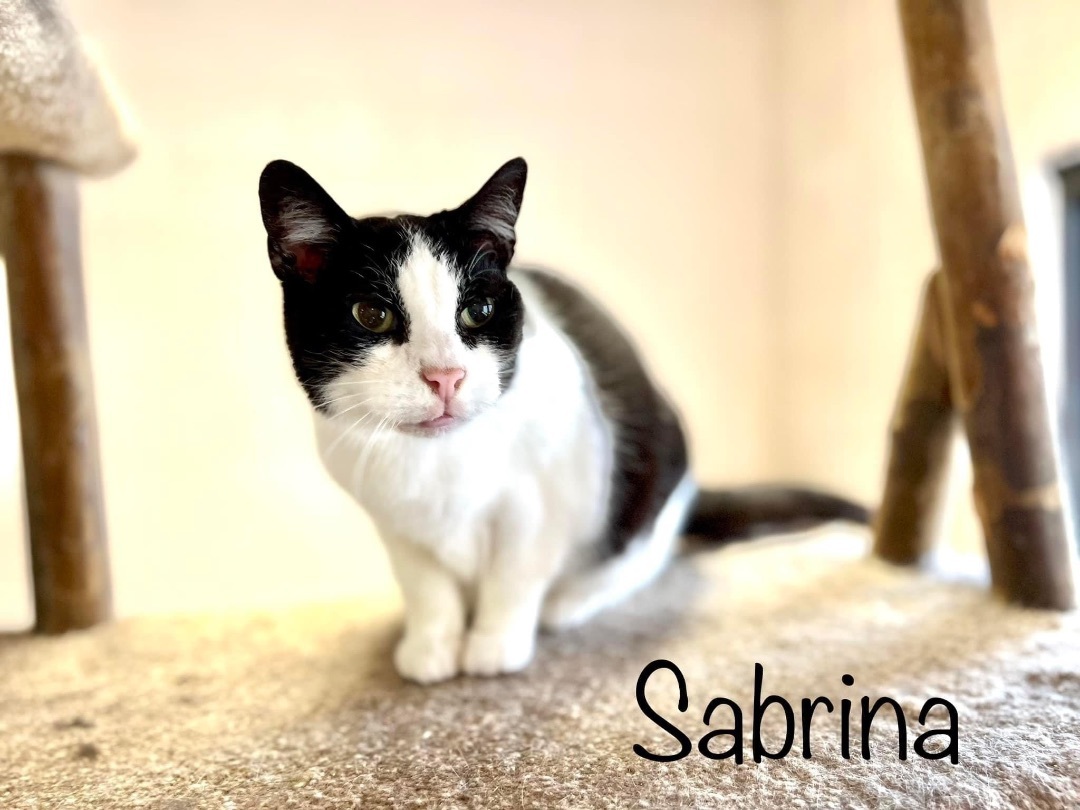 Sabrina, a Adoptable Domestic Short Hair in Springfield, OH image 2/3