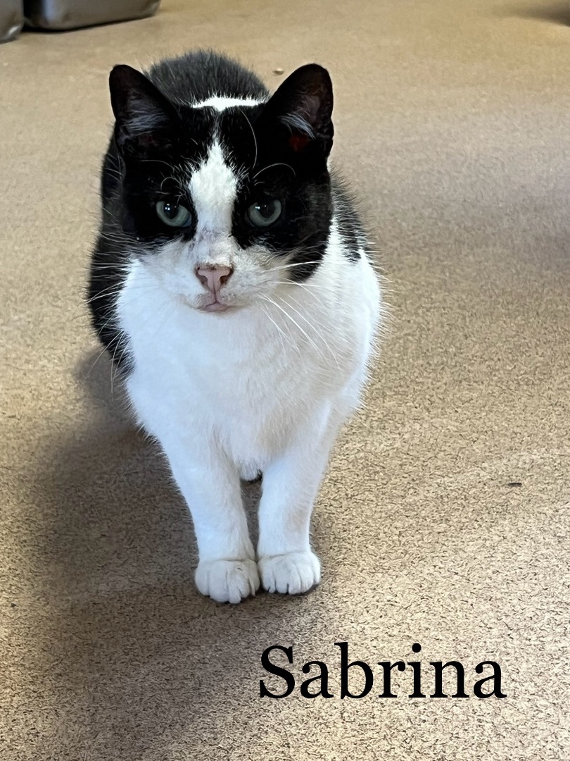 Sabrina, a Adoptable Domestic Short Hair in Springfield, OH image 3/3