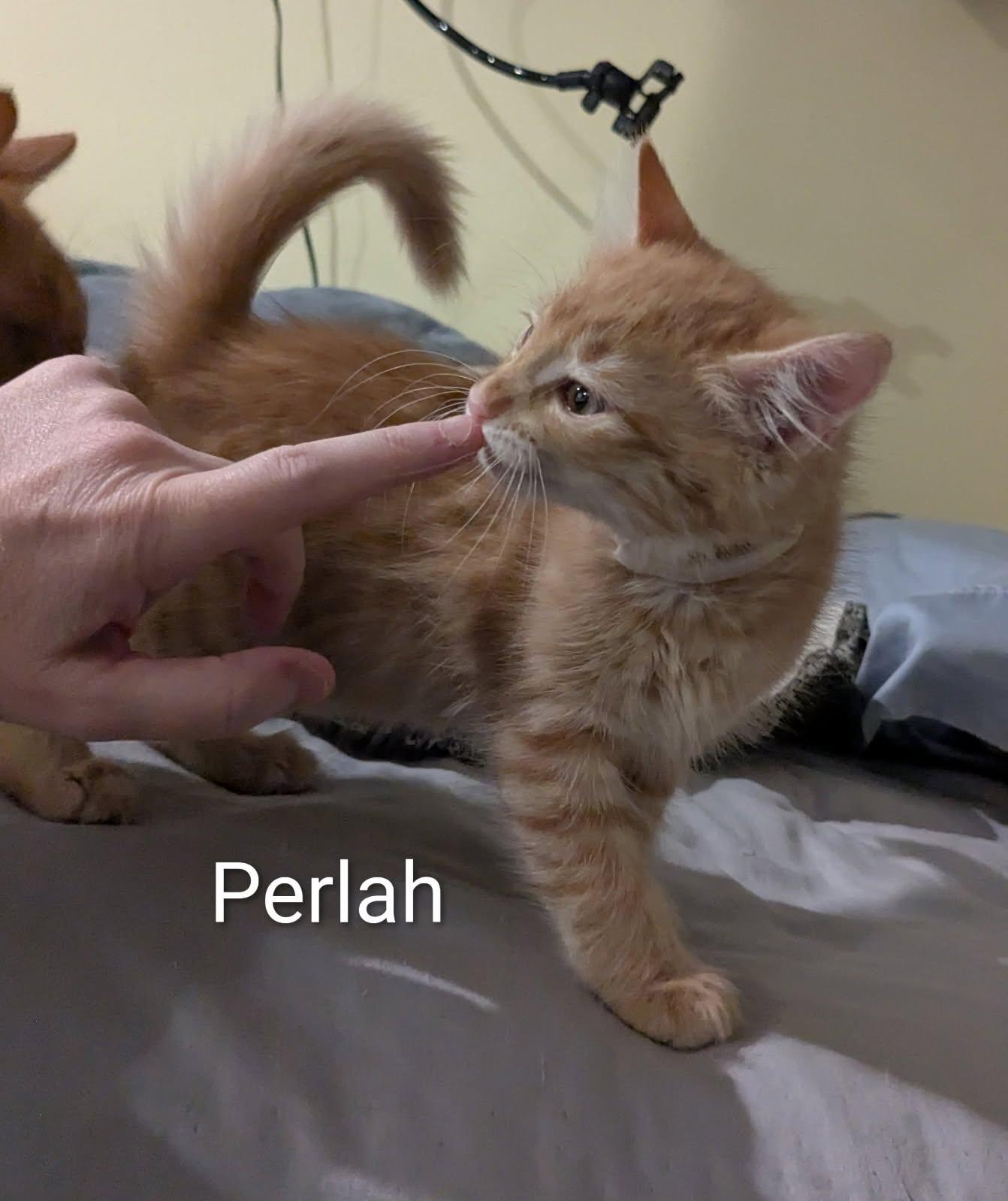 Perlah, Adopted, Kitten Female Domestic Short Hair.