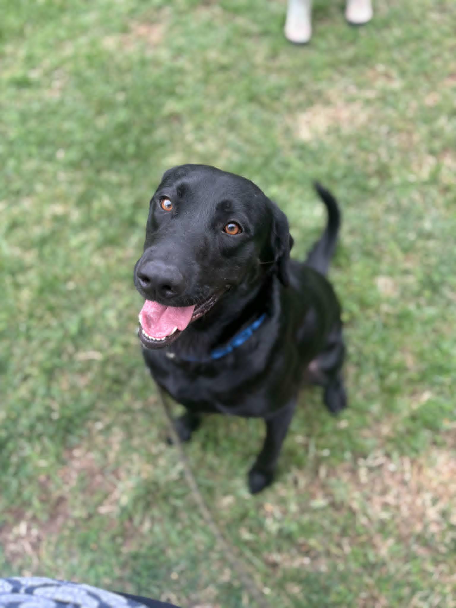 Chance, Adoptable, Adult Male Black Labrador Retriever.