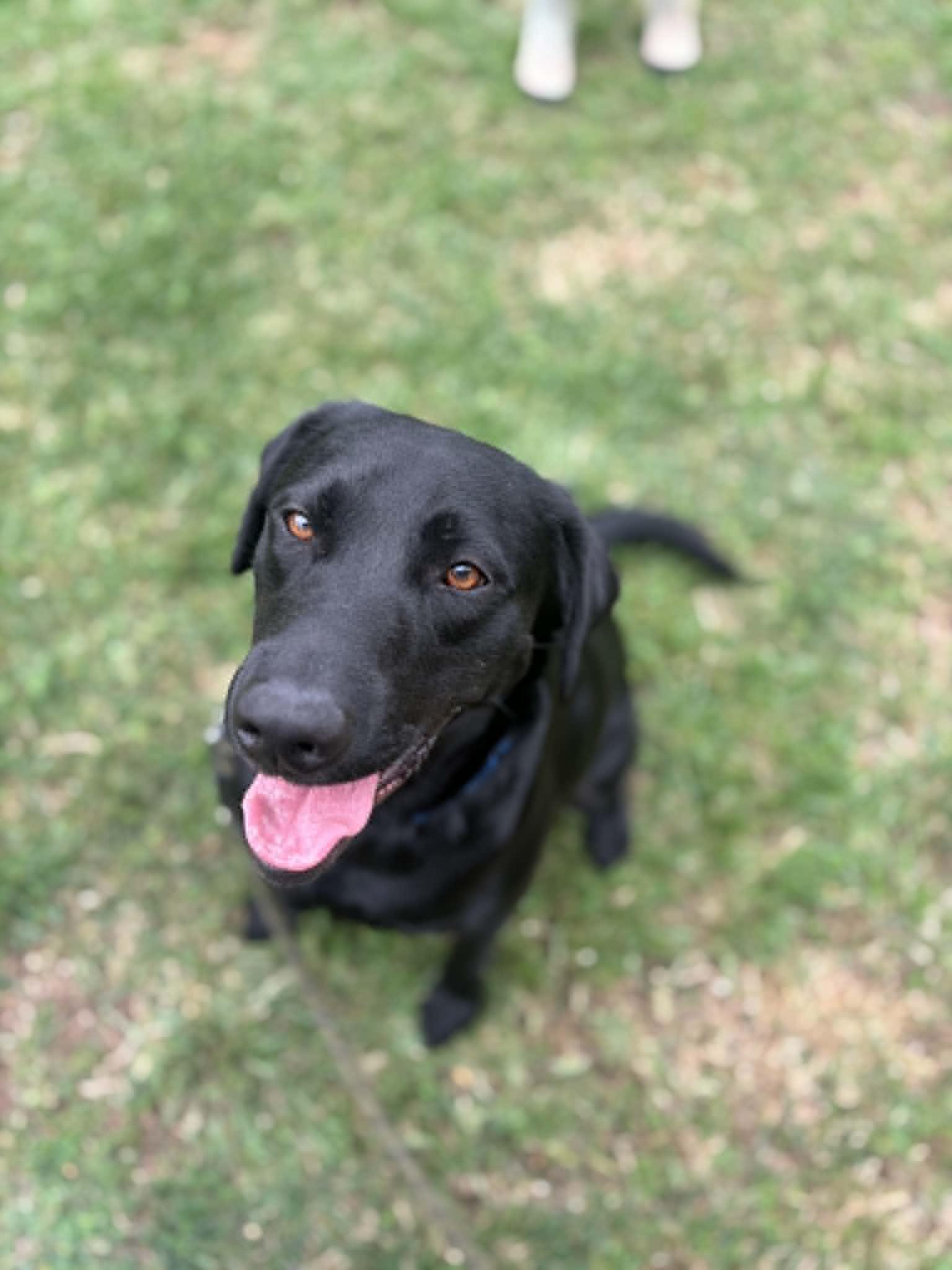 Chance, a Adoptable Black Labrador Retriever in Visalia, CA image 2/3