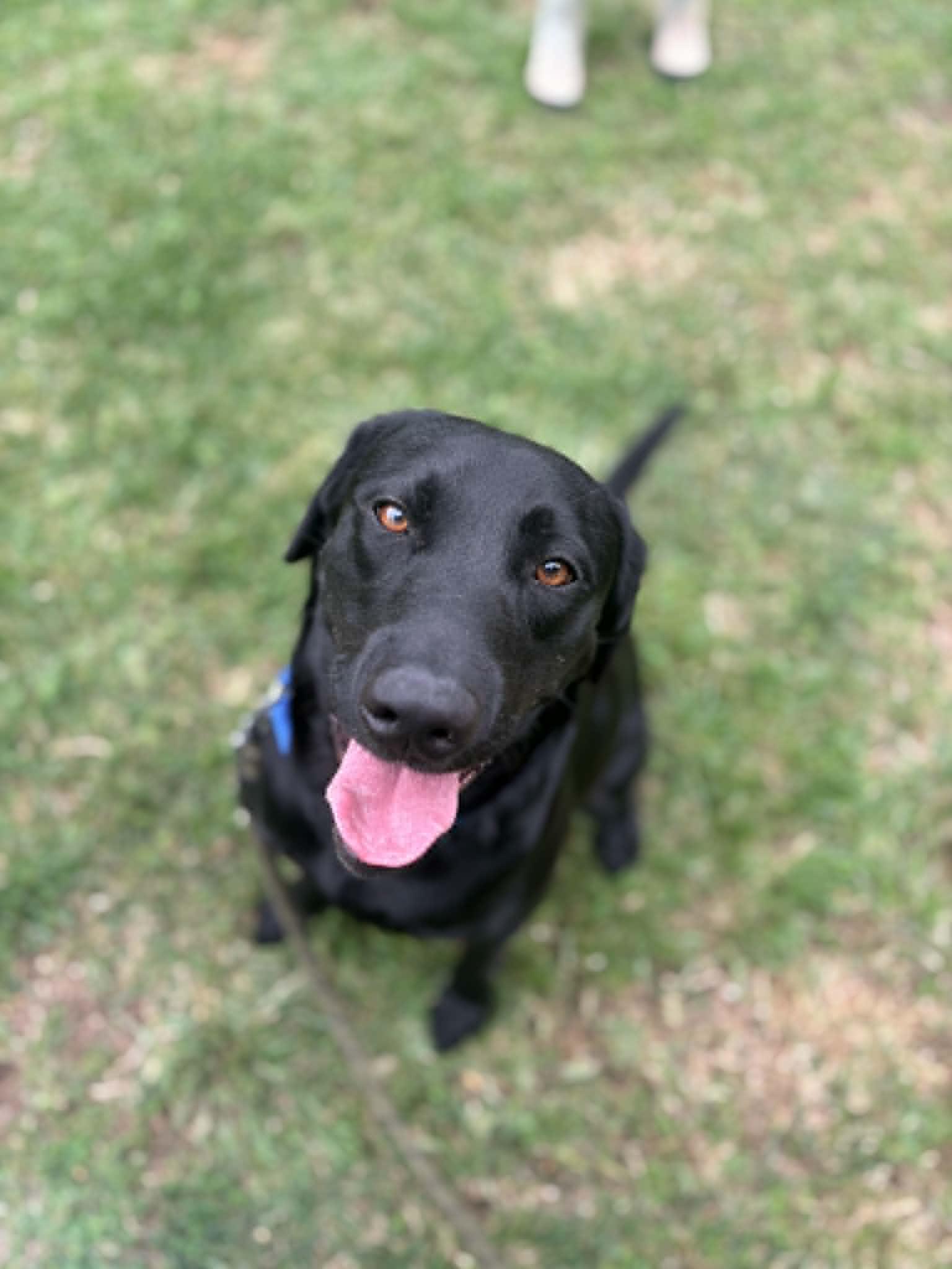 Chance, a Adoptable Black Labrador Retriever in Visalia, CA image 3/3