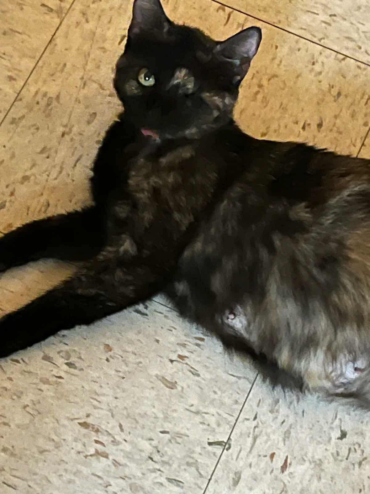 Trudie, an adoptable Domestic Short Hair in Eureka, CA, 95503 | Photo Image 1