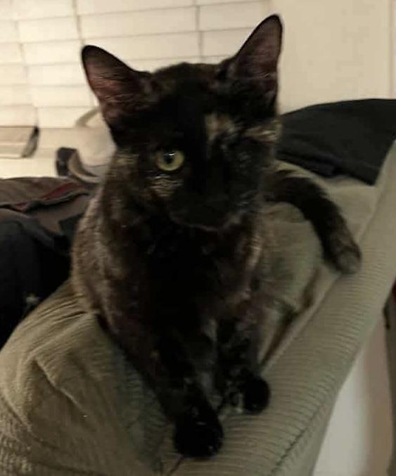 Trudie, an adoptable Domestic Short Hair in Eureka, CA, 95503 | Photo Image 3